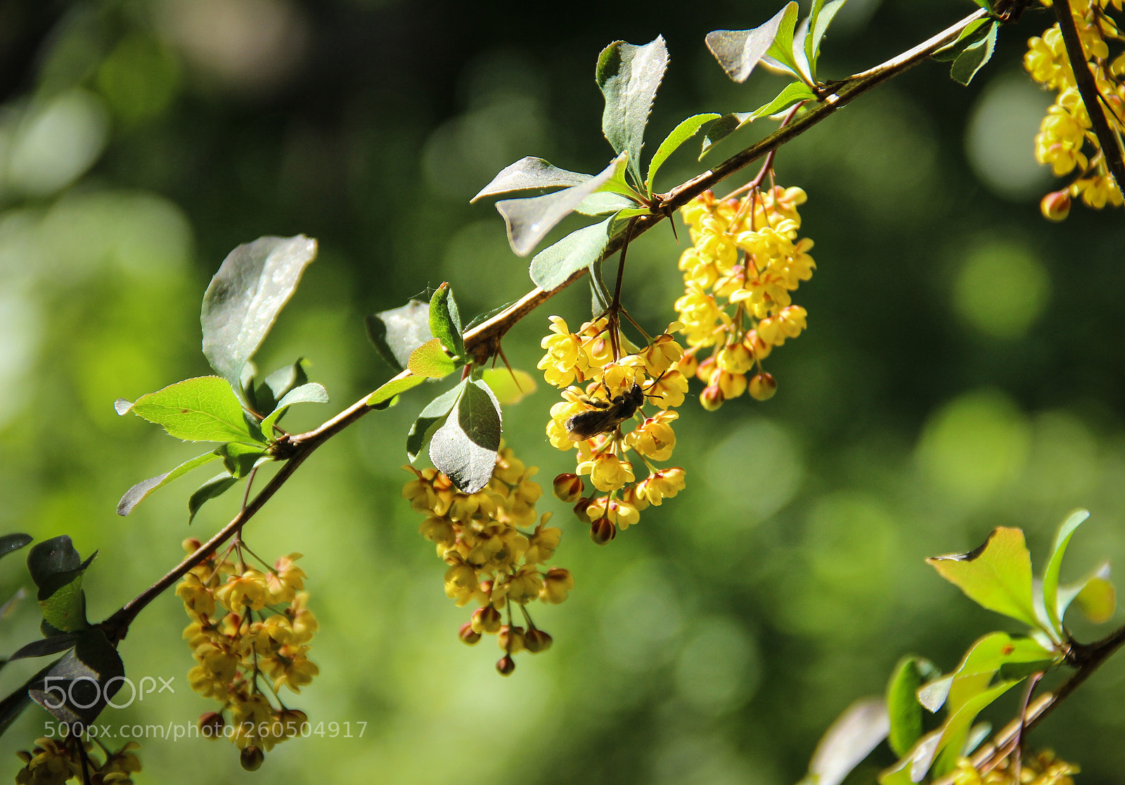 Canon EOS 600D (Rebel EOS T3i / EOS Kiss X5) sample photo. At work photography