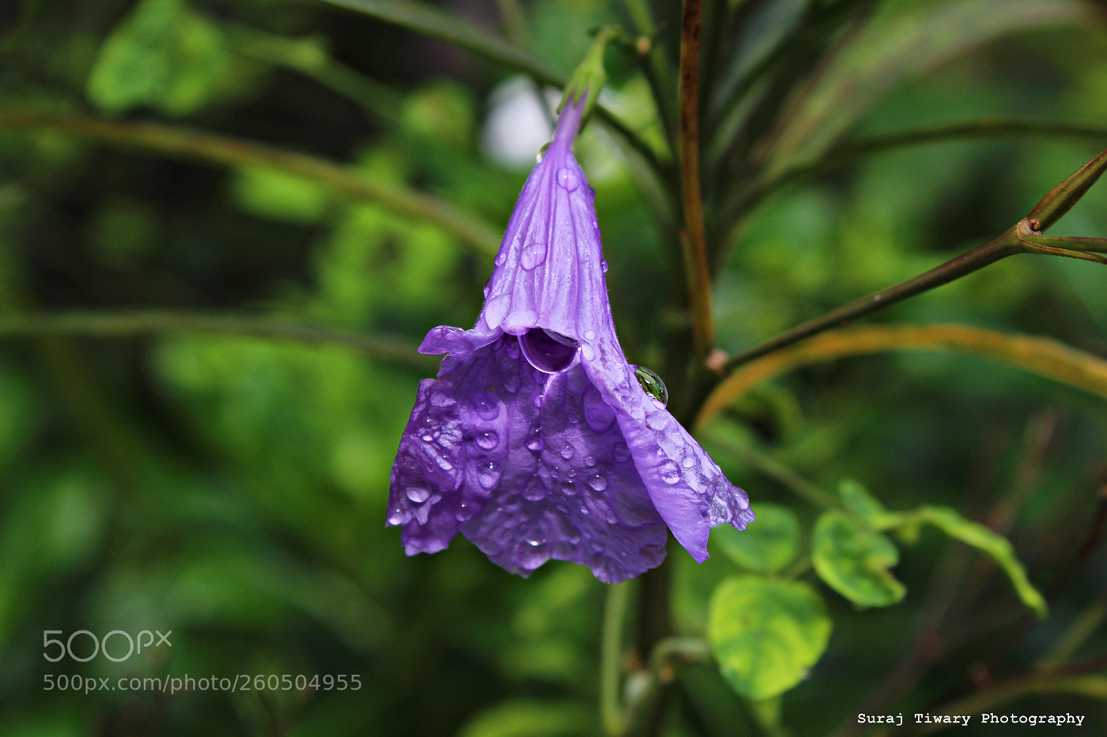 Canon EOS 1300D (EOS Rebel T6 / EOS Kiss X80) sample photo. Droplets photography