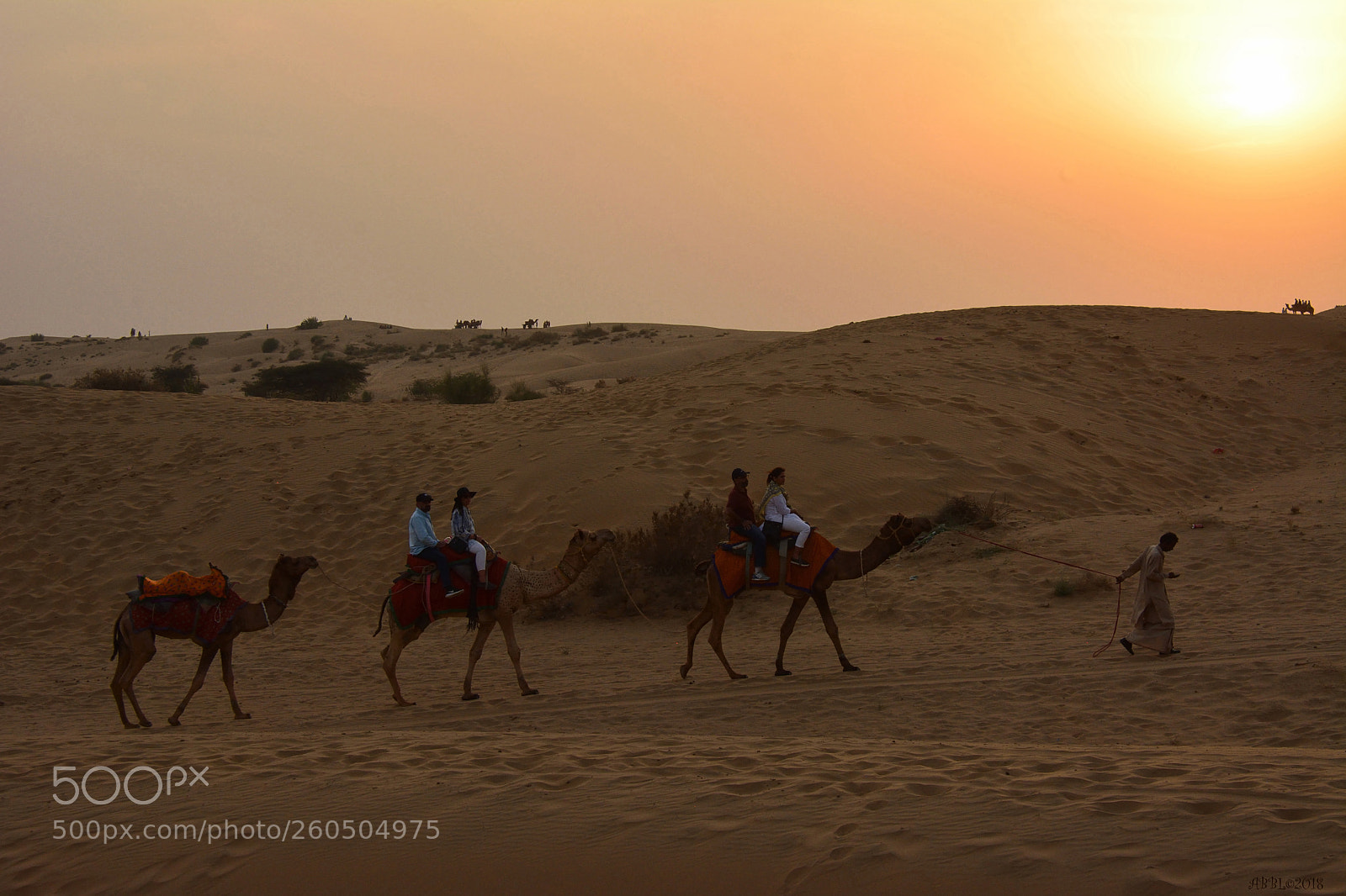 Nikon D7100 sample photo. Camel safari at sunset photography