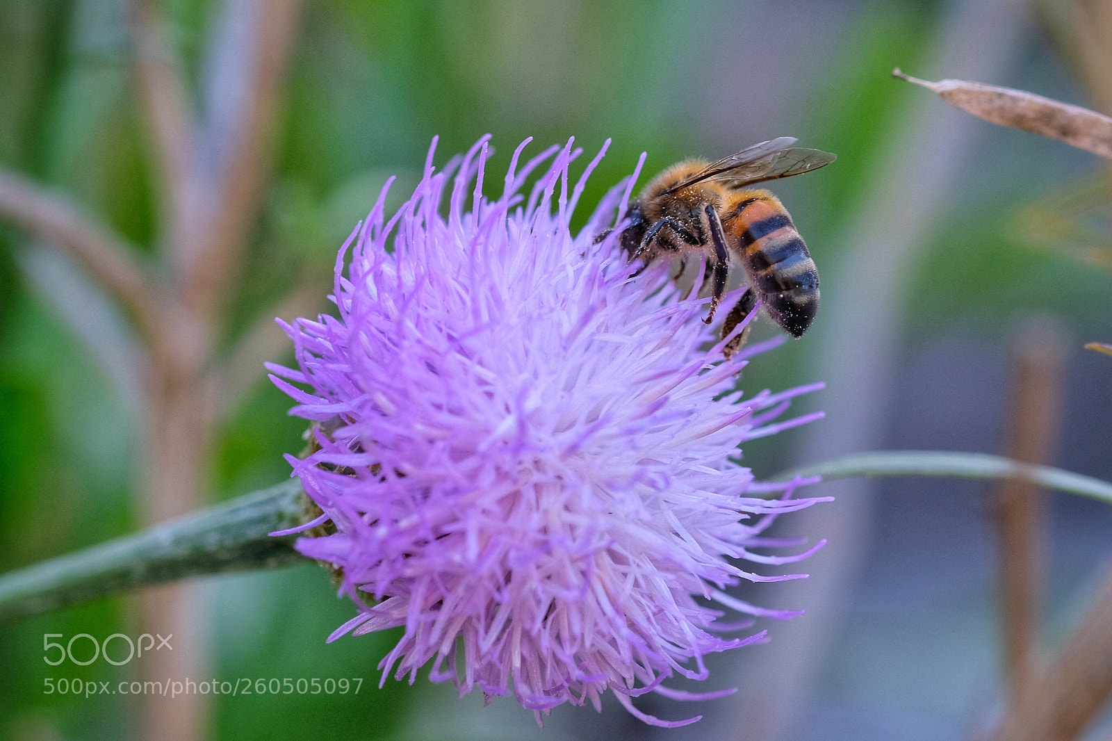 Fujifilm X-T20 sample photo. Honeybee at parque del photography