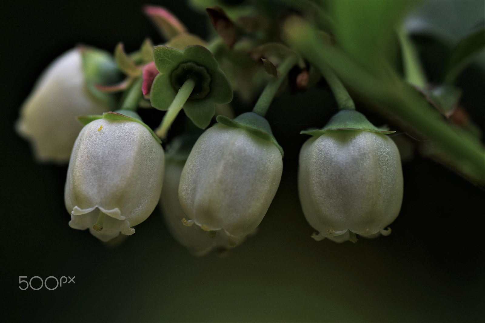 Nikon D3300 sample photo. Flowering blueberry photography