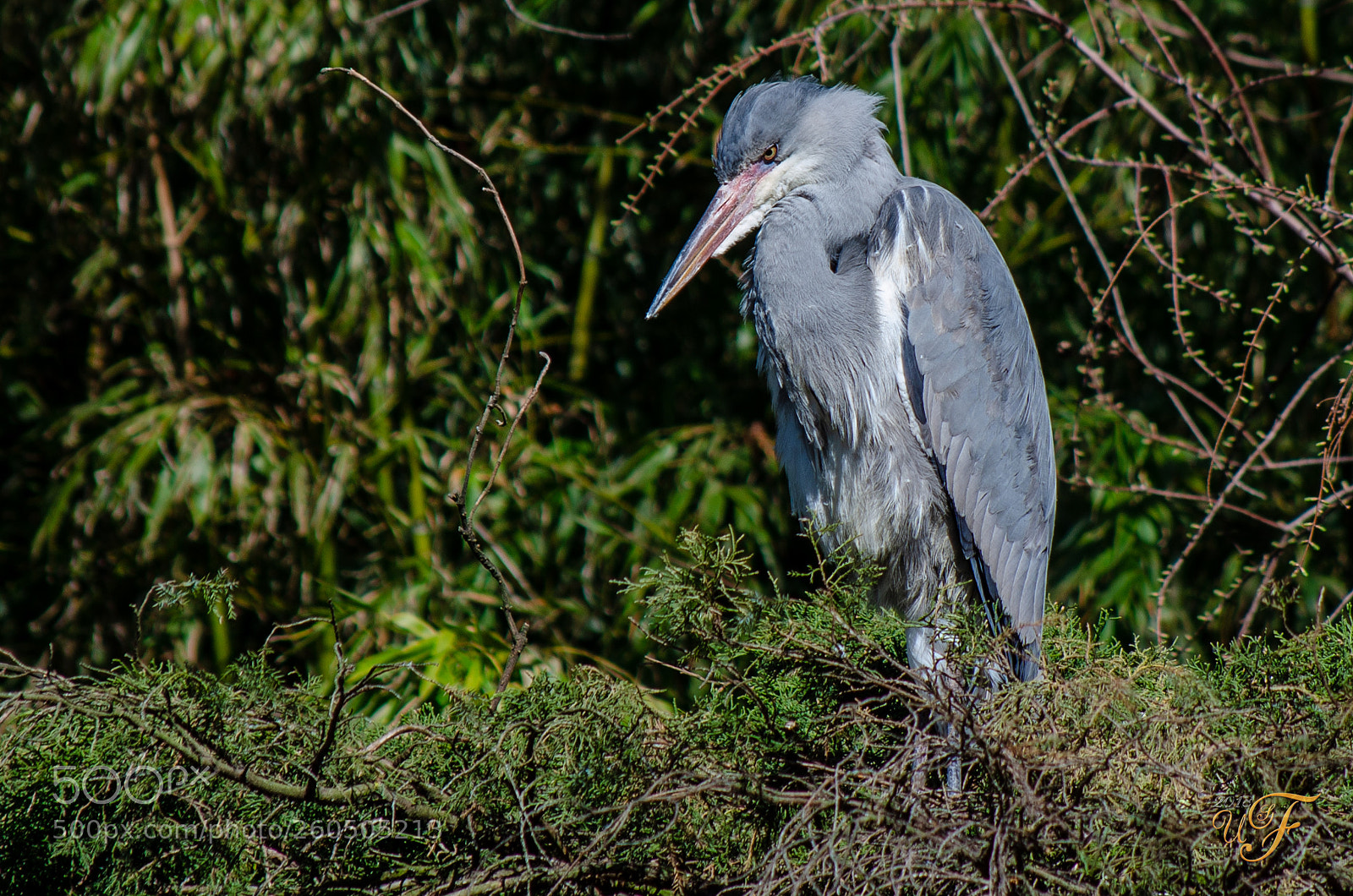 Nikon D5100 sample photo. Graureiher auf jagt gray photography