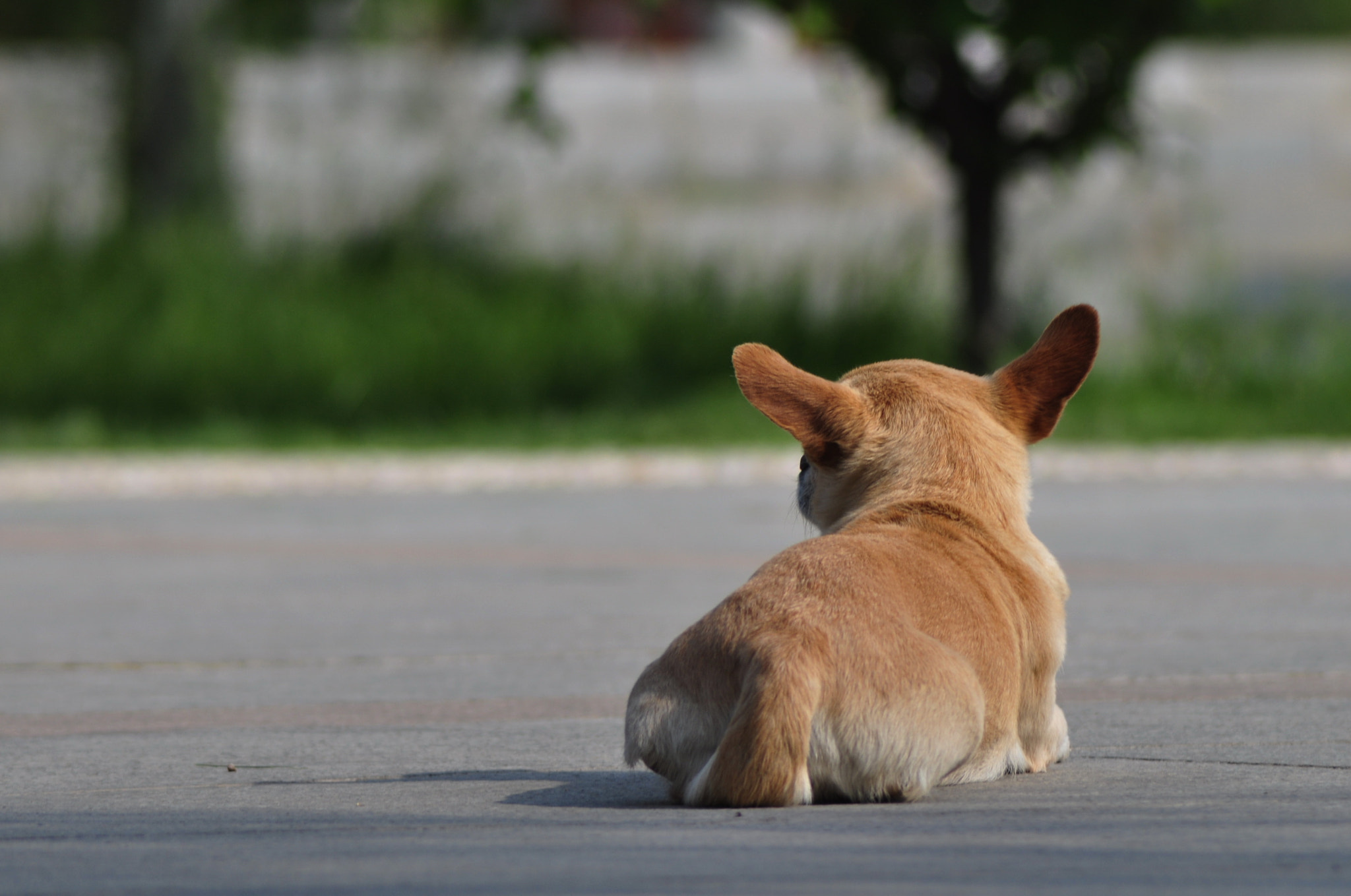 Nikon D90 + Nikon AF Nikkor 70-300mm F4-5.6G sample photo. Morning photography