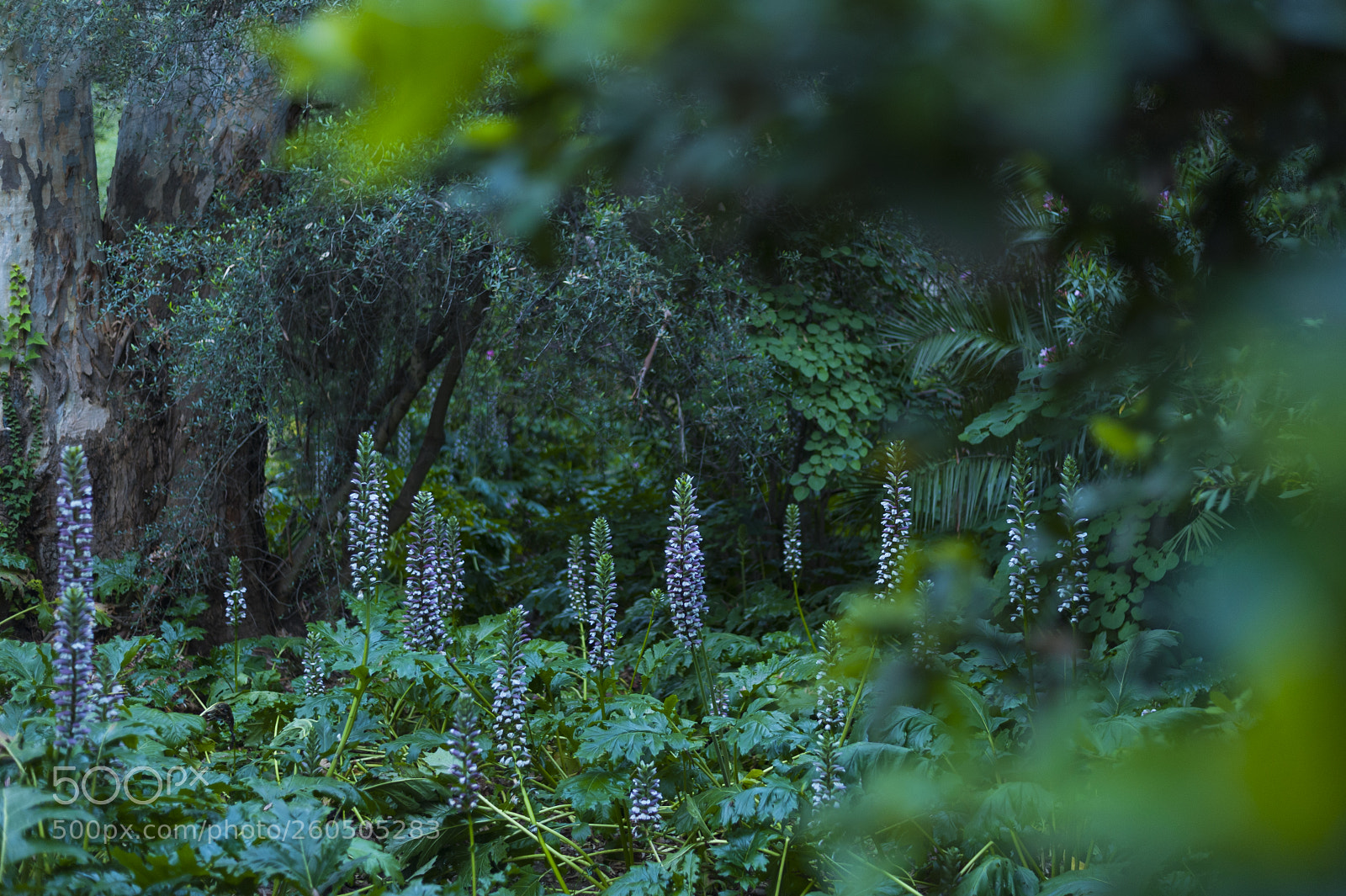 Nikon D700 sample photo. Green window photography