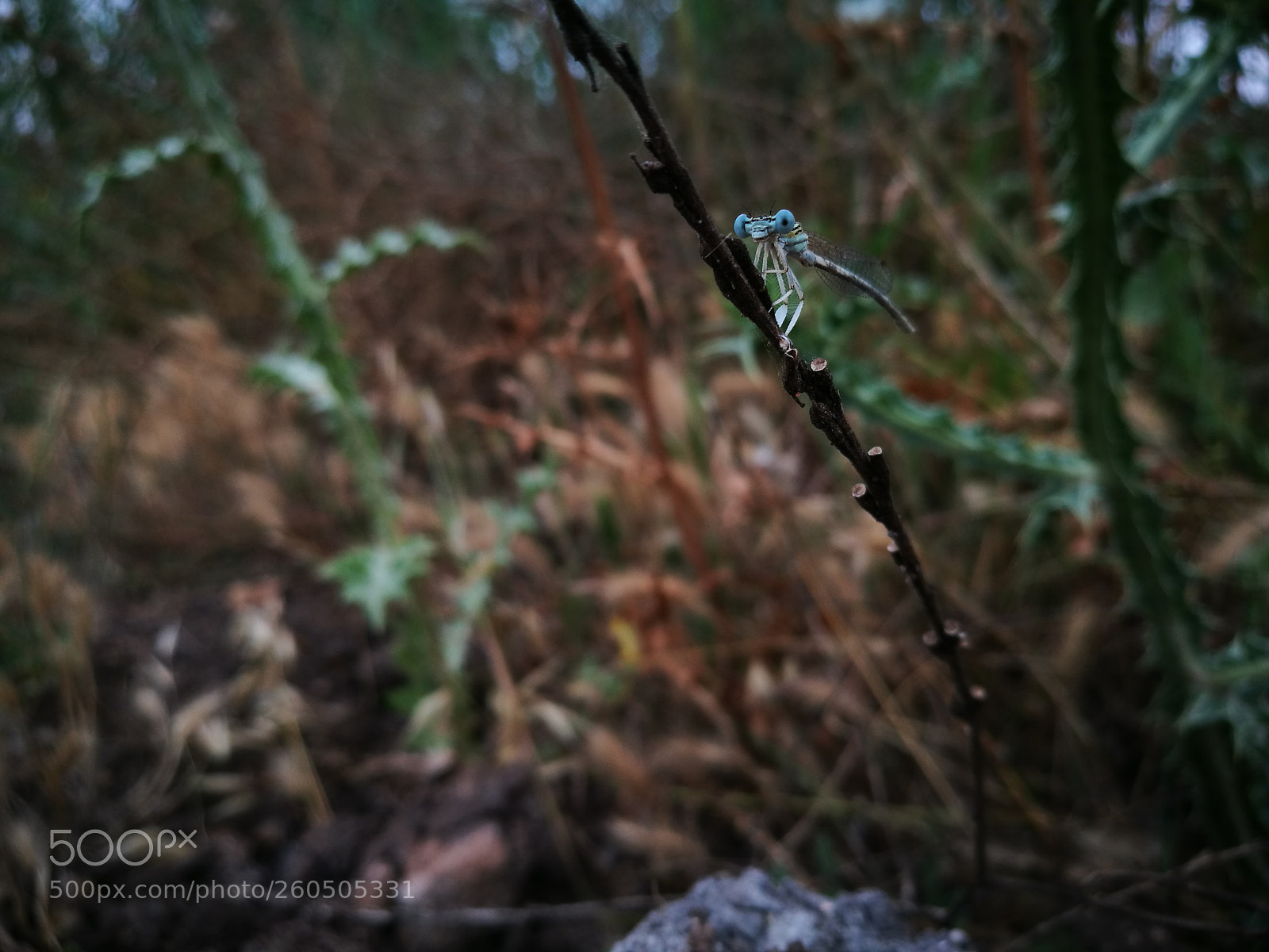 HUAWEI P9 sample photo. Untitled photography