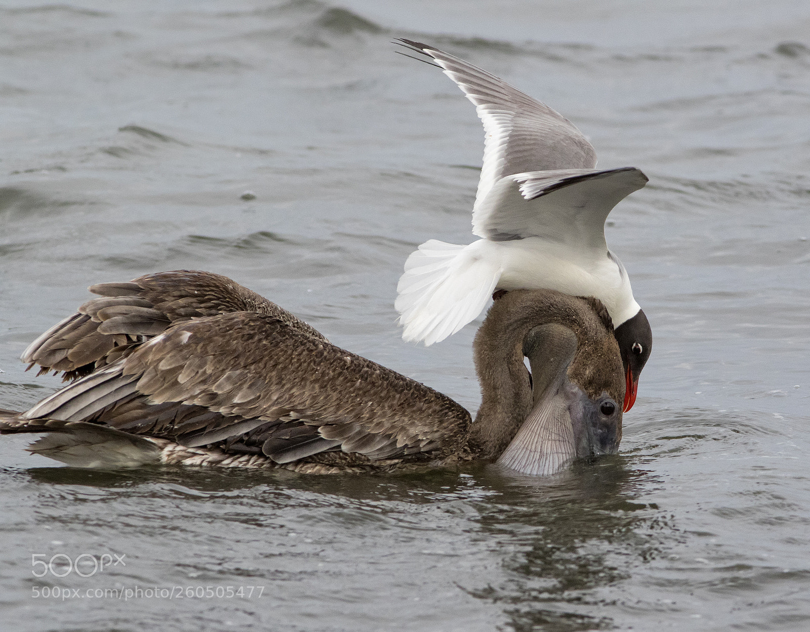 Canon EOS 7D Mark II sample photo. Pelican and seagull photography