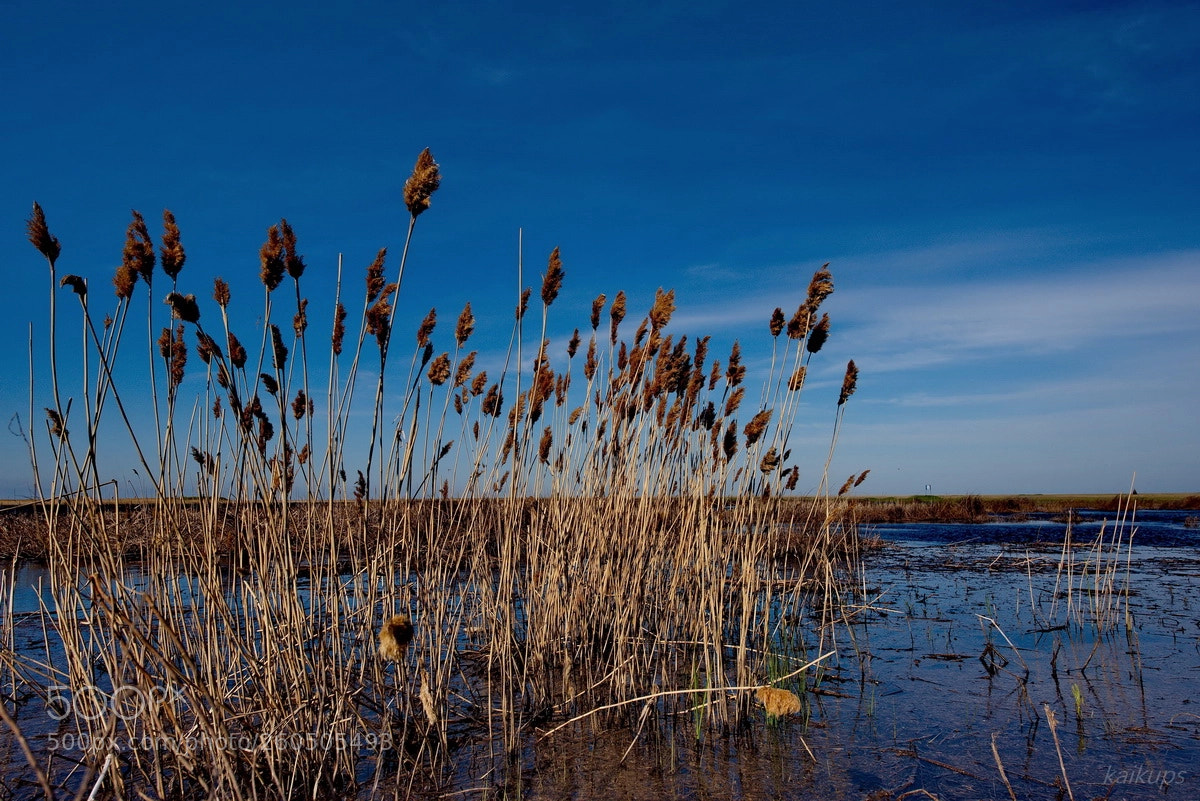 Nikon D750 sample photo. Spring on the lakes photography