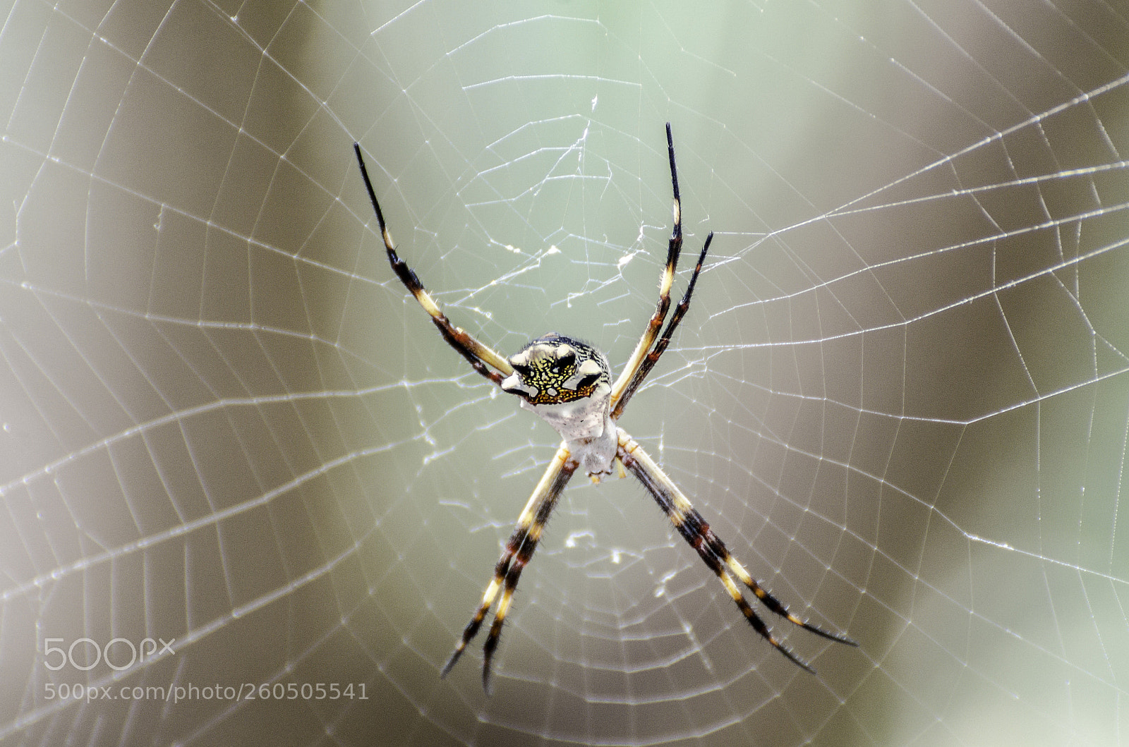 Nikon D7000 sample photo. Spider photography