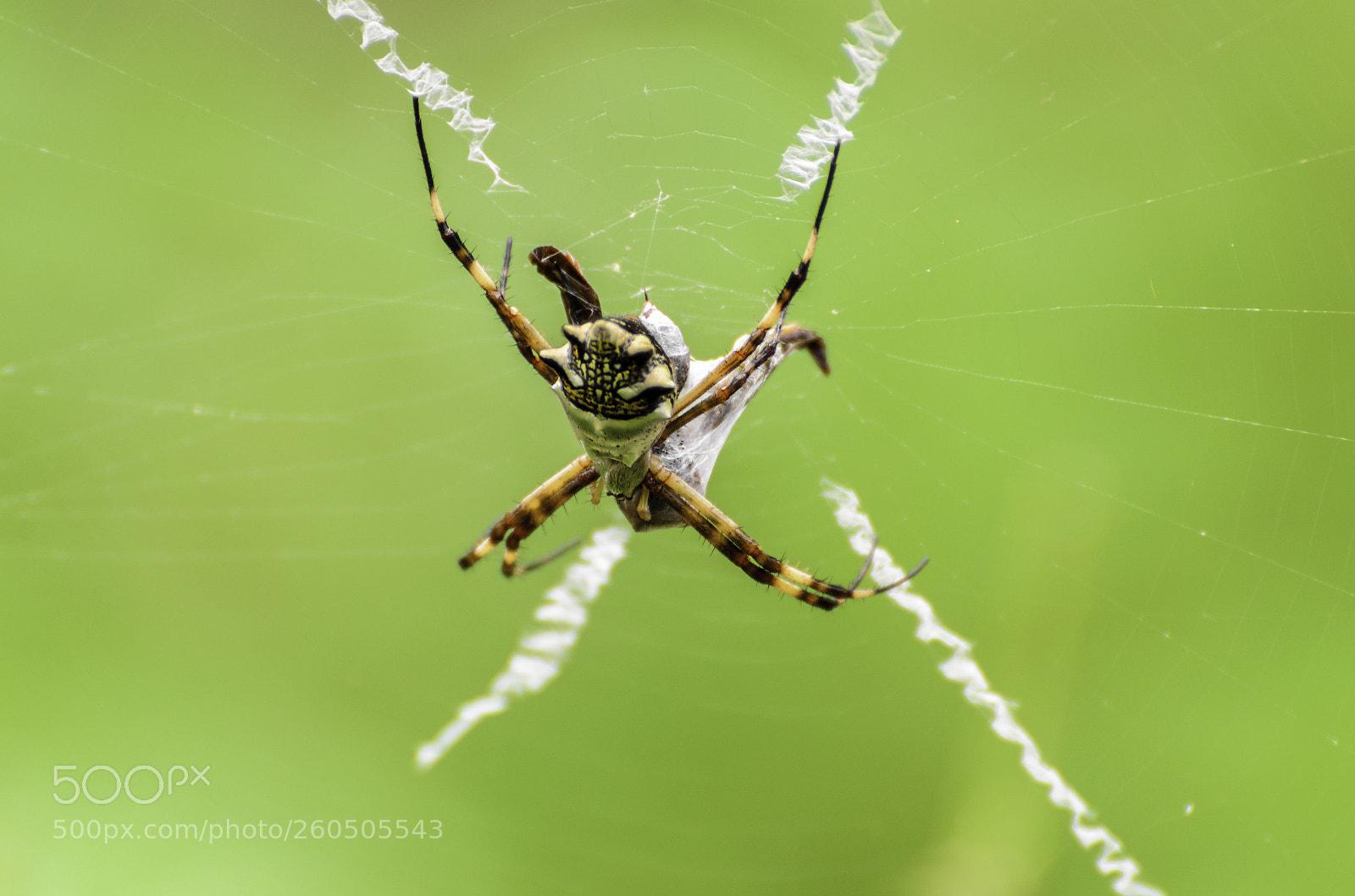 Nikon D7000 sample photo. Spider photography