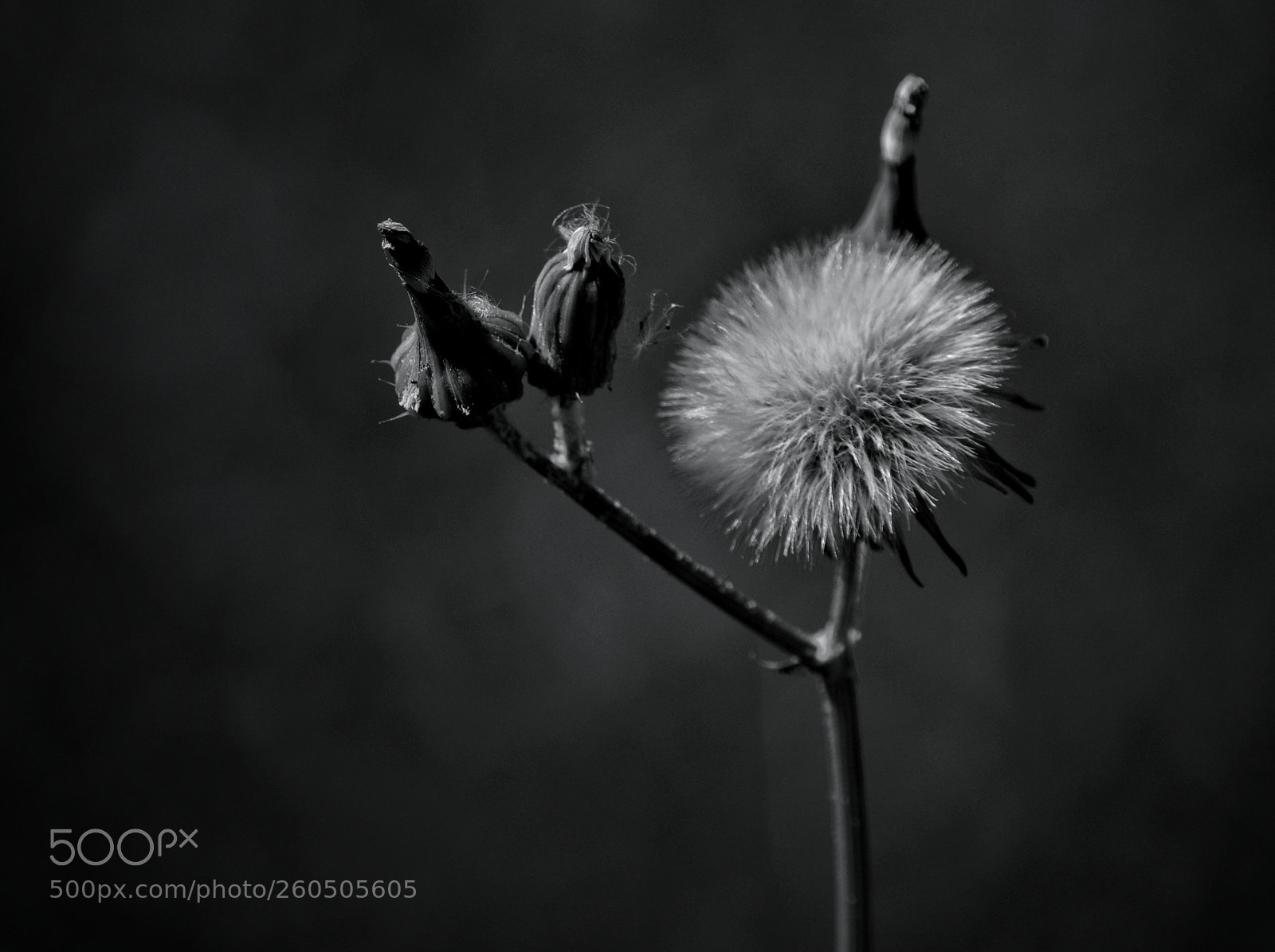 Nikon D3200 sample photo. Flor del viento photography