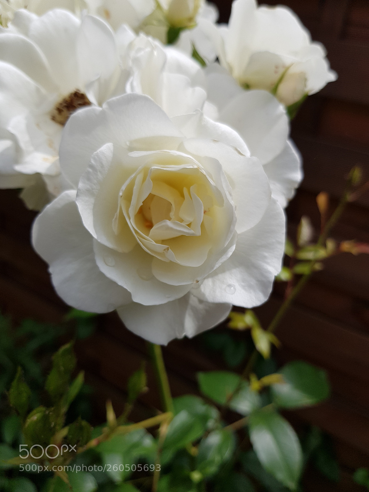 Samsung Galaxy S8 sample photo. Untitled photography