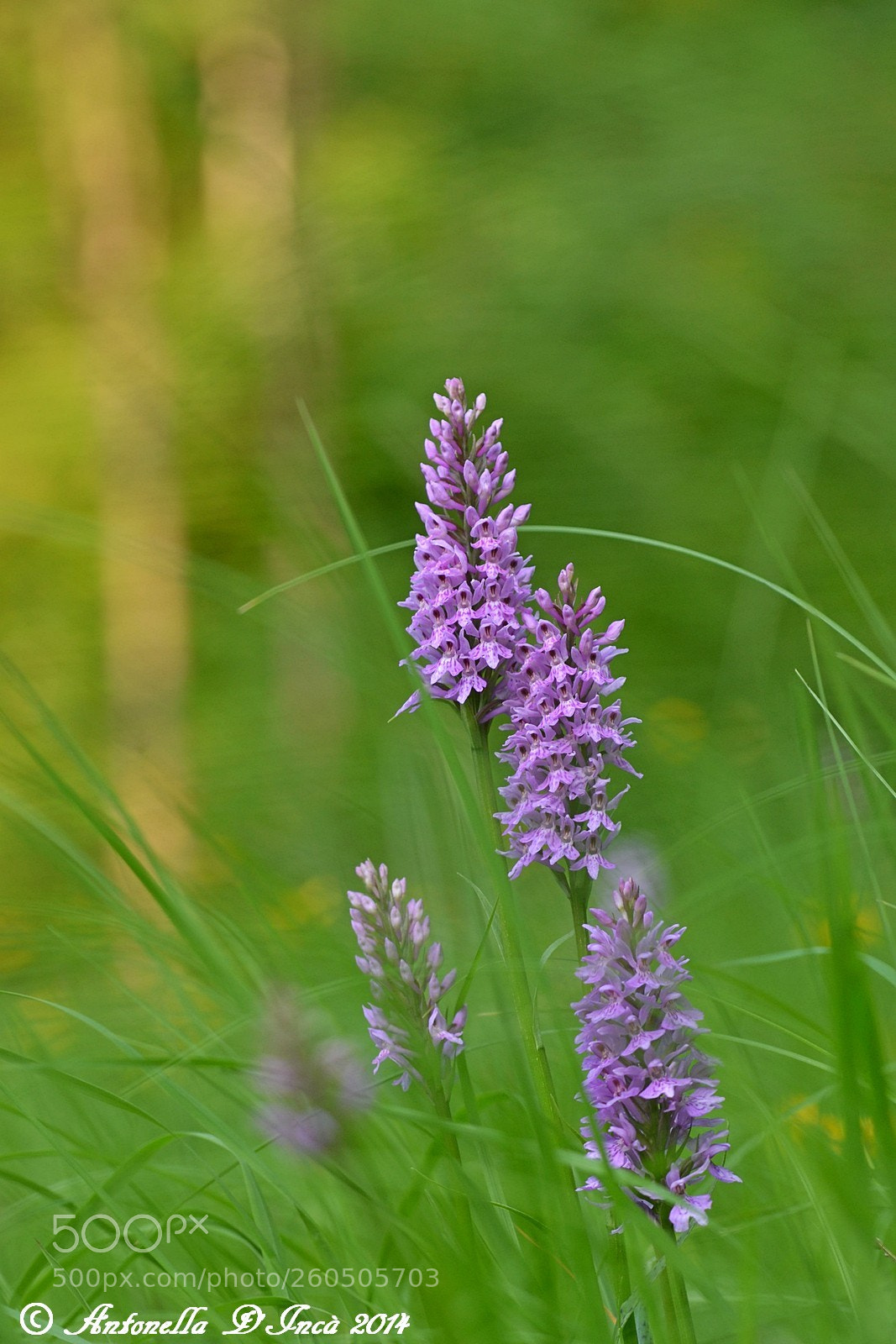 Nikon D3100 sample photo. Orchidea spontanea del bellunese photography