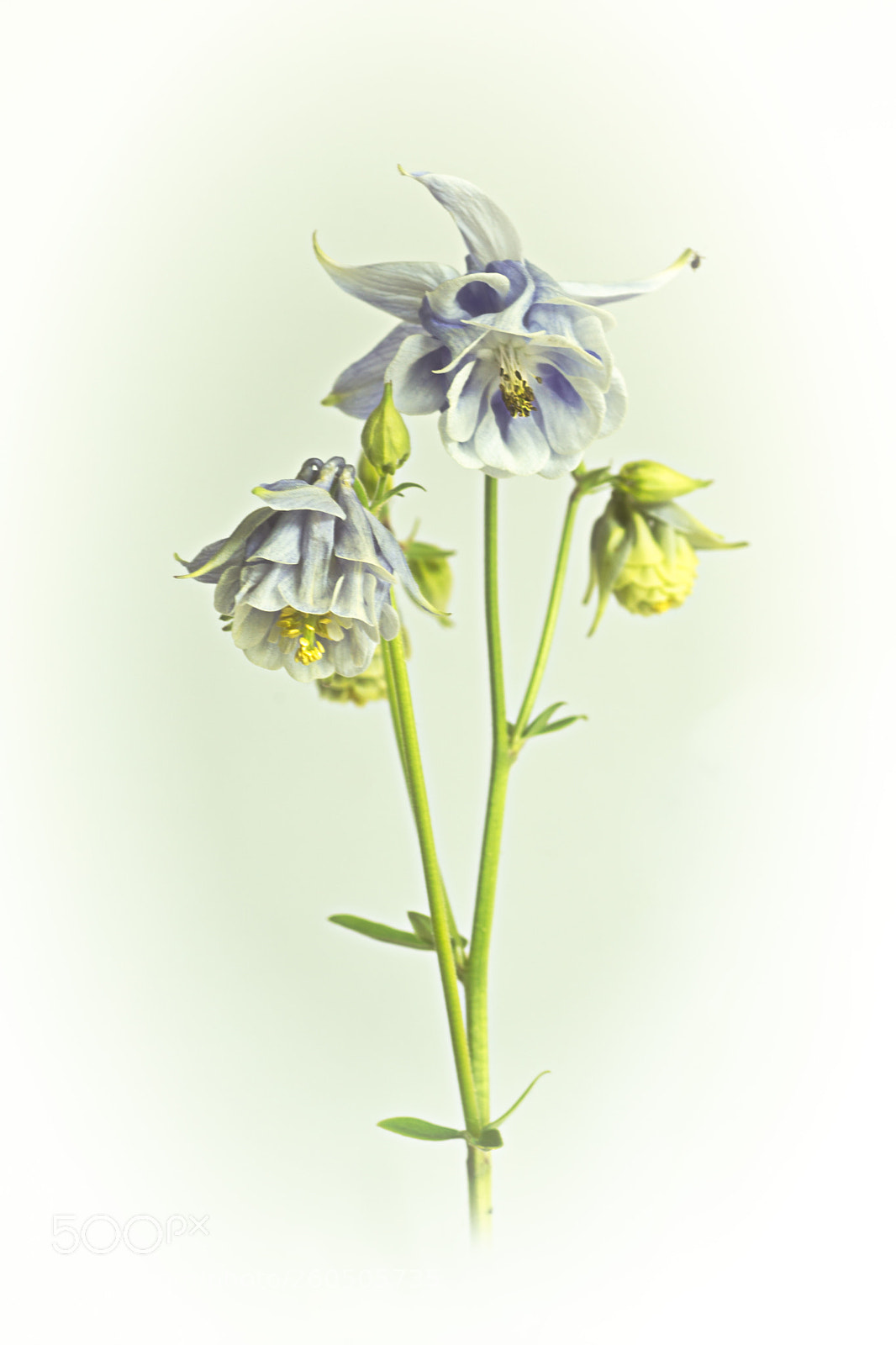 Canon EOS 6D sample photo. Columbine photography
