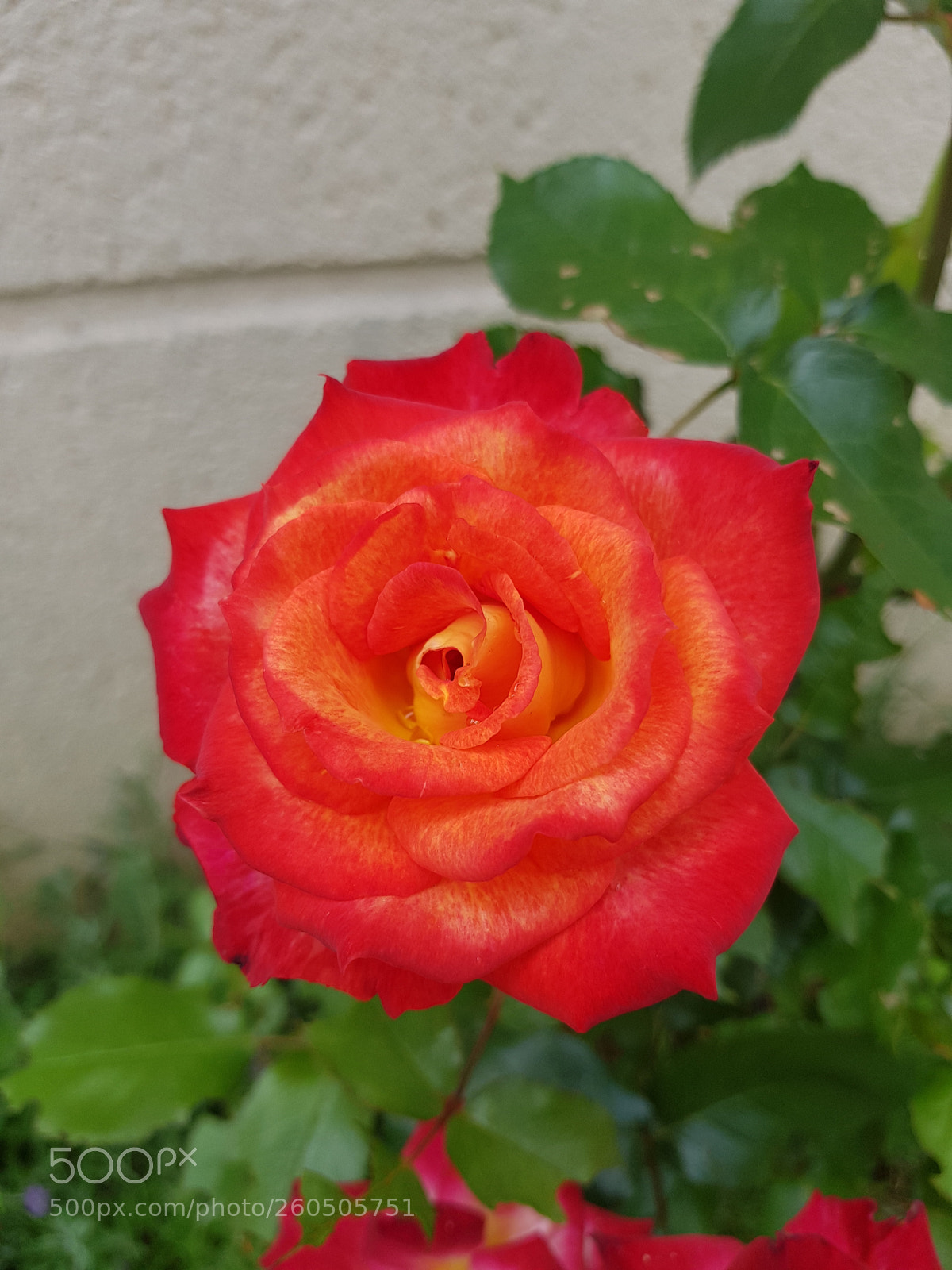 Samsung Galaxy S8 sample photo. Untitled photography