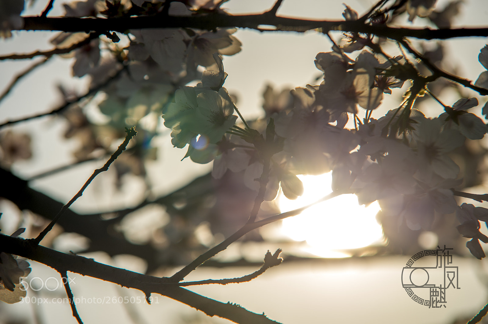 Nikon D4 sample photo. Sakura photography