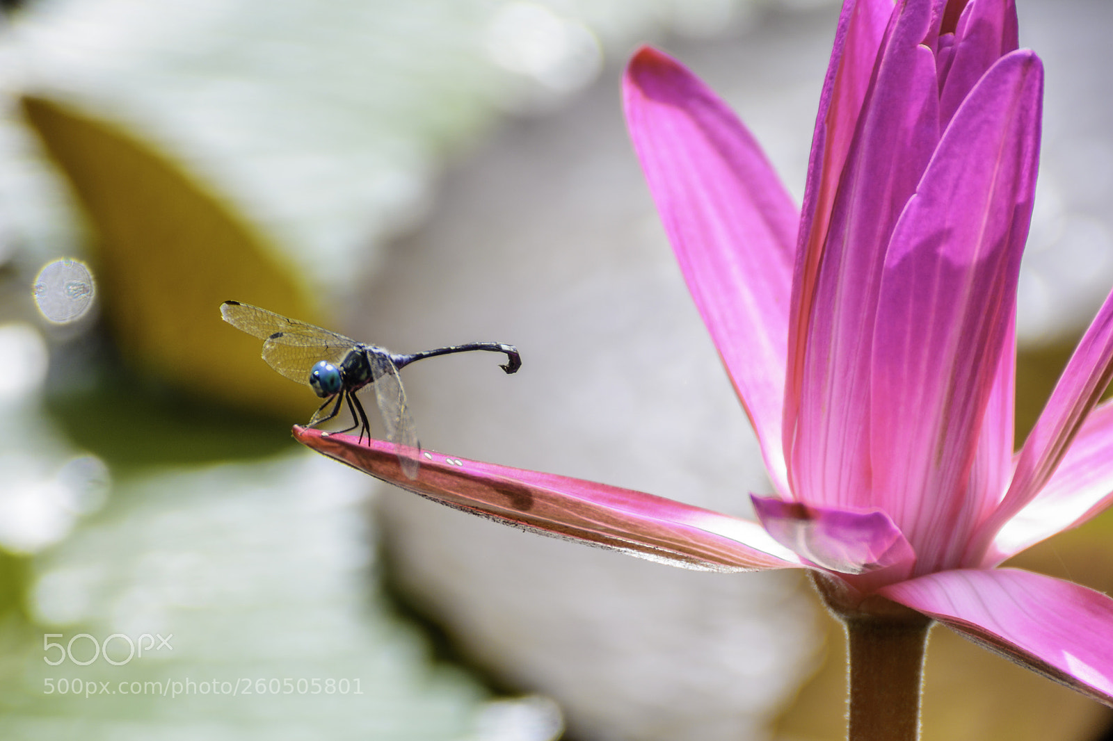 Nikon D7000 sample photo. Dragonfly photography