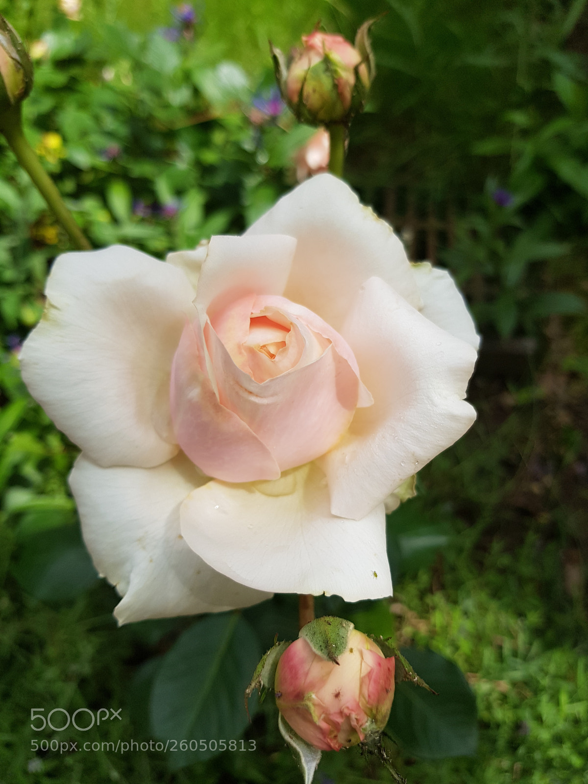 Samsung Galaxy S8 sample photo. Untitled photography