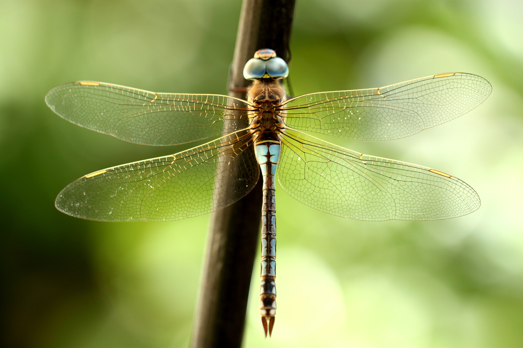 Canon EF 100mm F2.8L Macro IS USM sample photo. Dragonfly photography