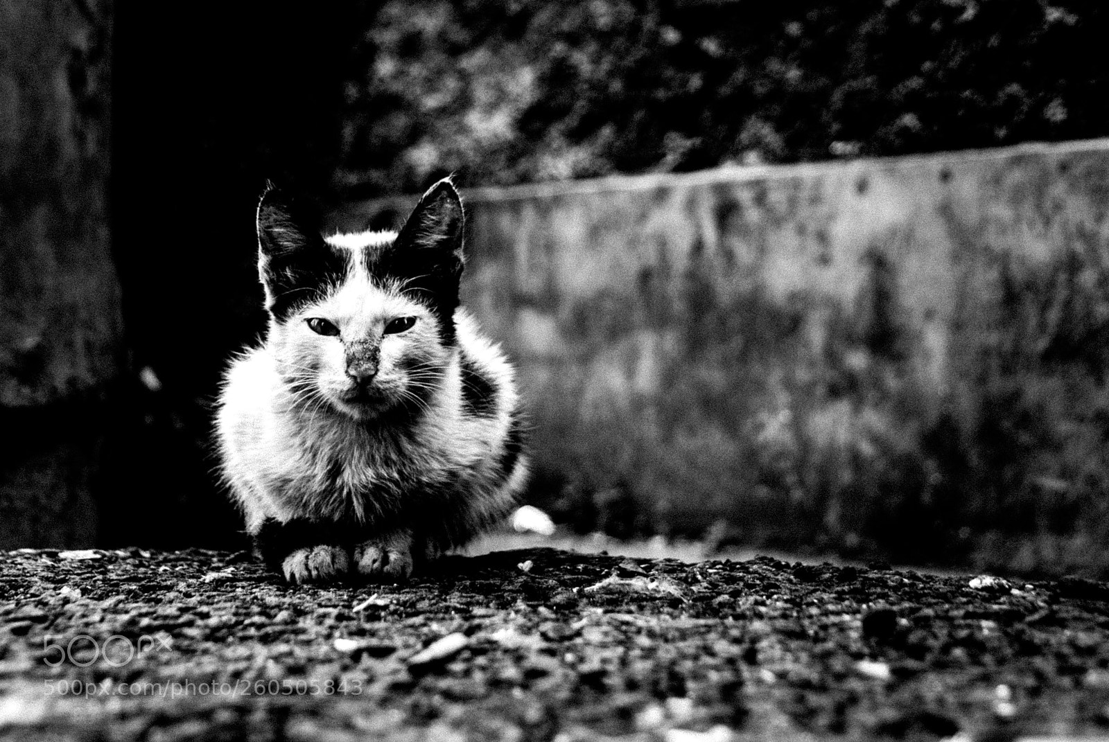 Nikon D60 sample photo. Urban cat # 2 photography