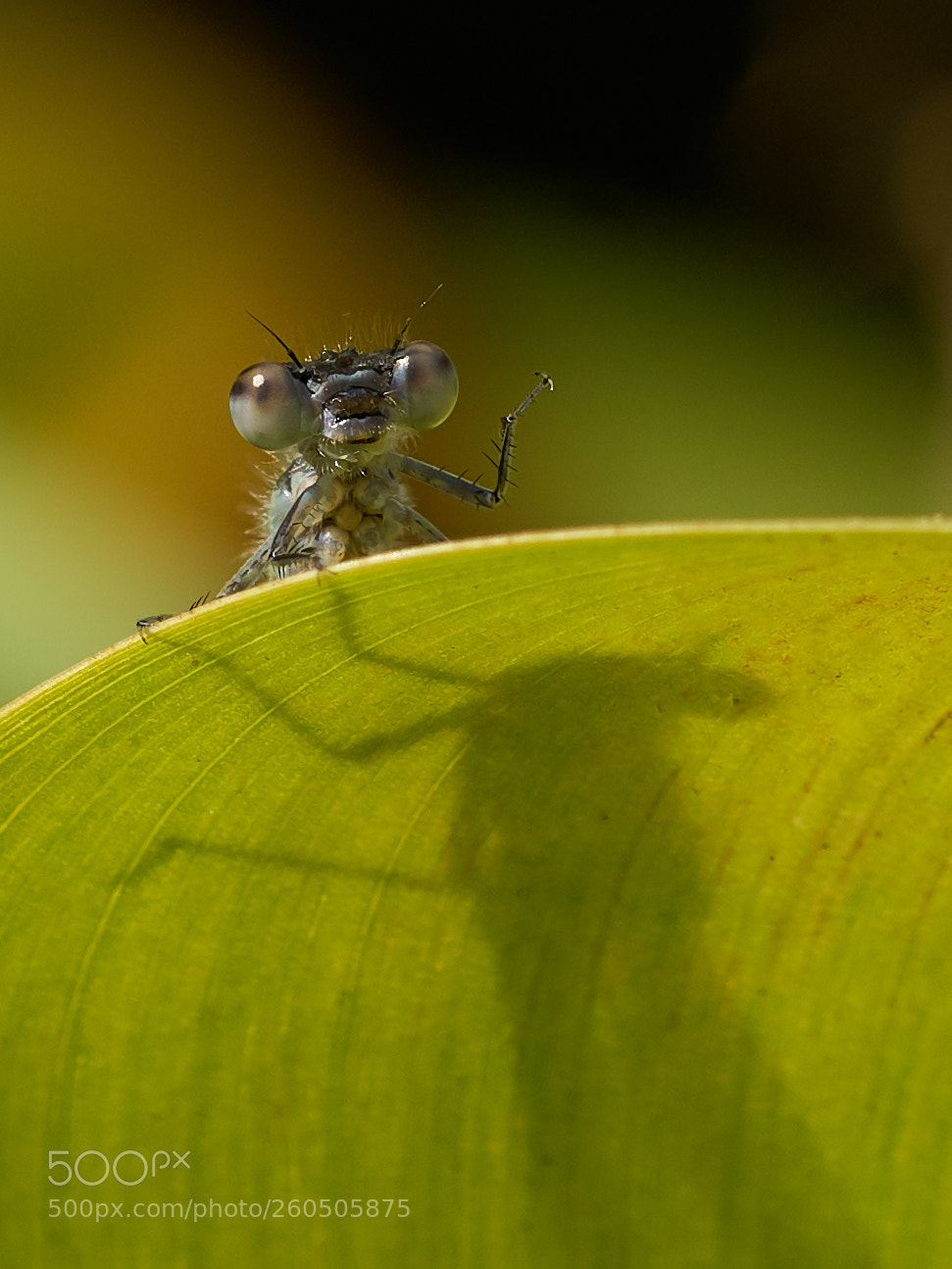 Sony ILCA-77M2 sample photo. Guckst du photography