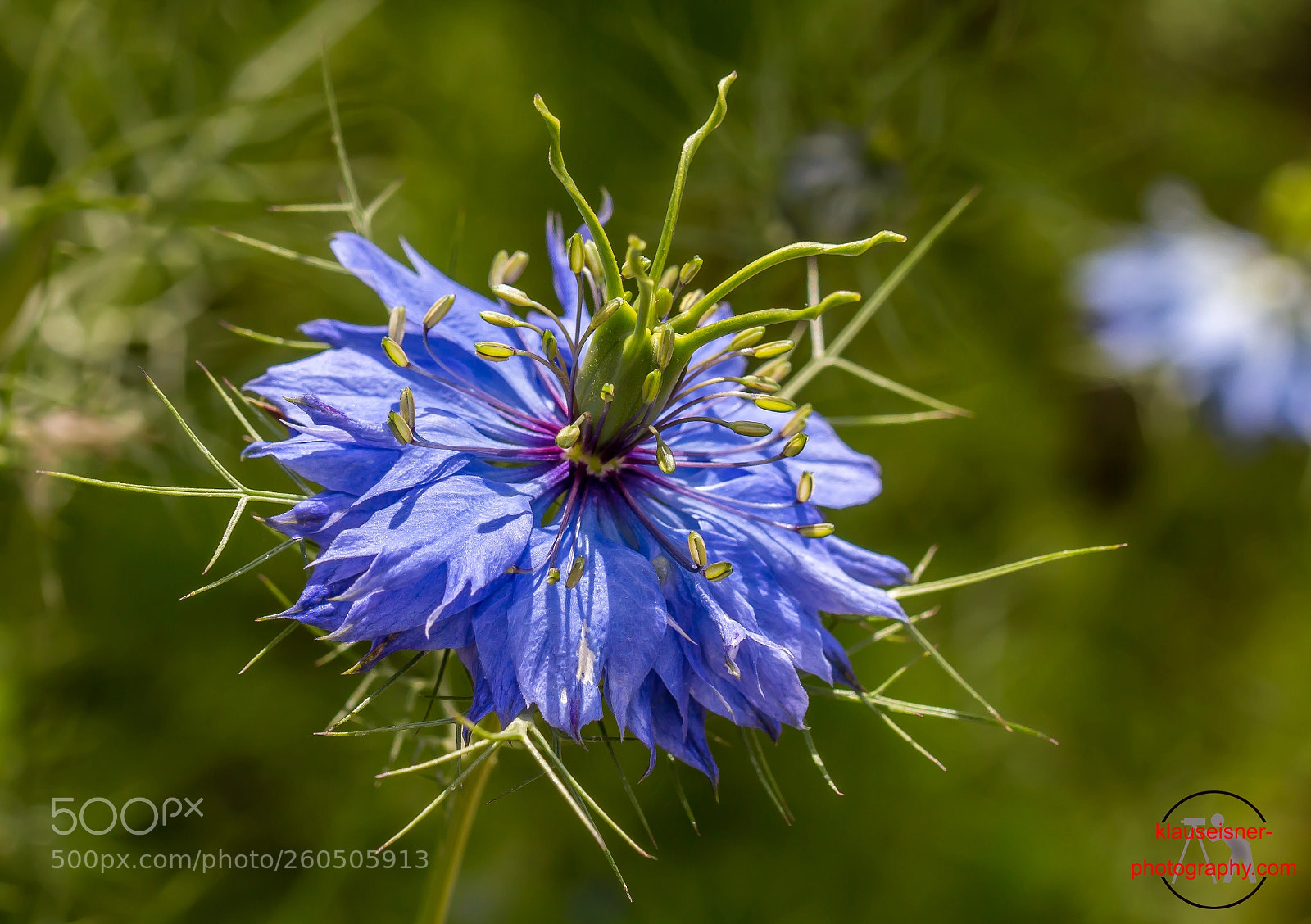 Canon EOS 700D (EOS Rebel T5i / EOS Kiss X7i) sample photo. Nigella damascena photography