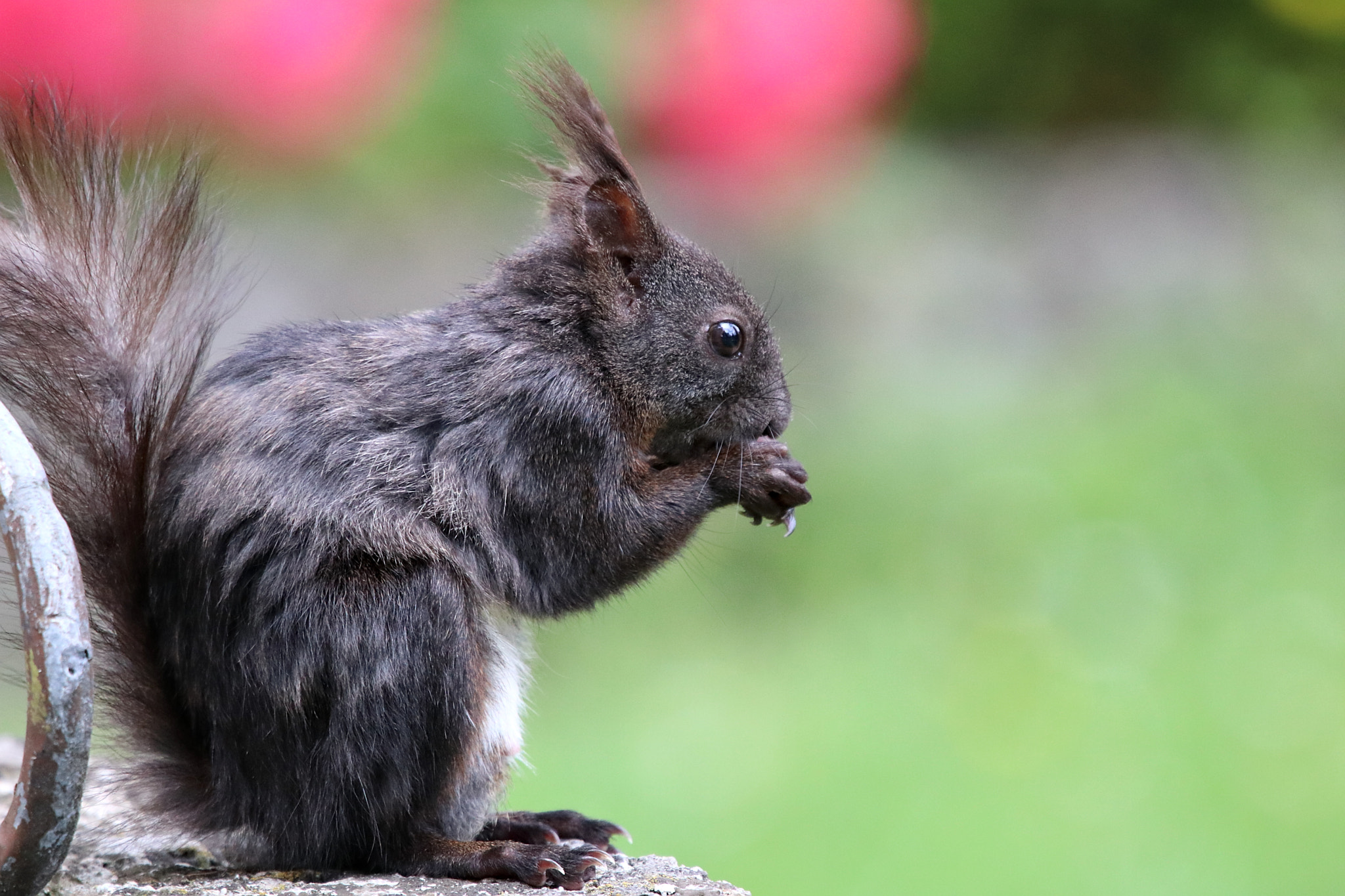 Sigma 150-600mm F5-6.3 DG OS HSM | C sample photo. Puschl photography