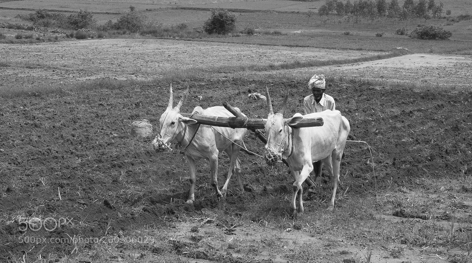 Nikon D610 sample photo. Farmer photography