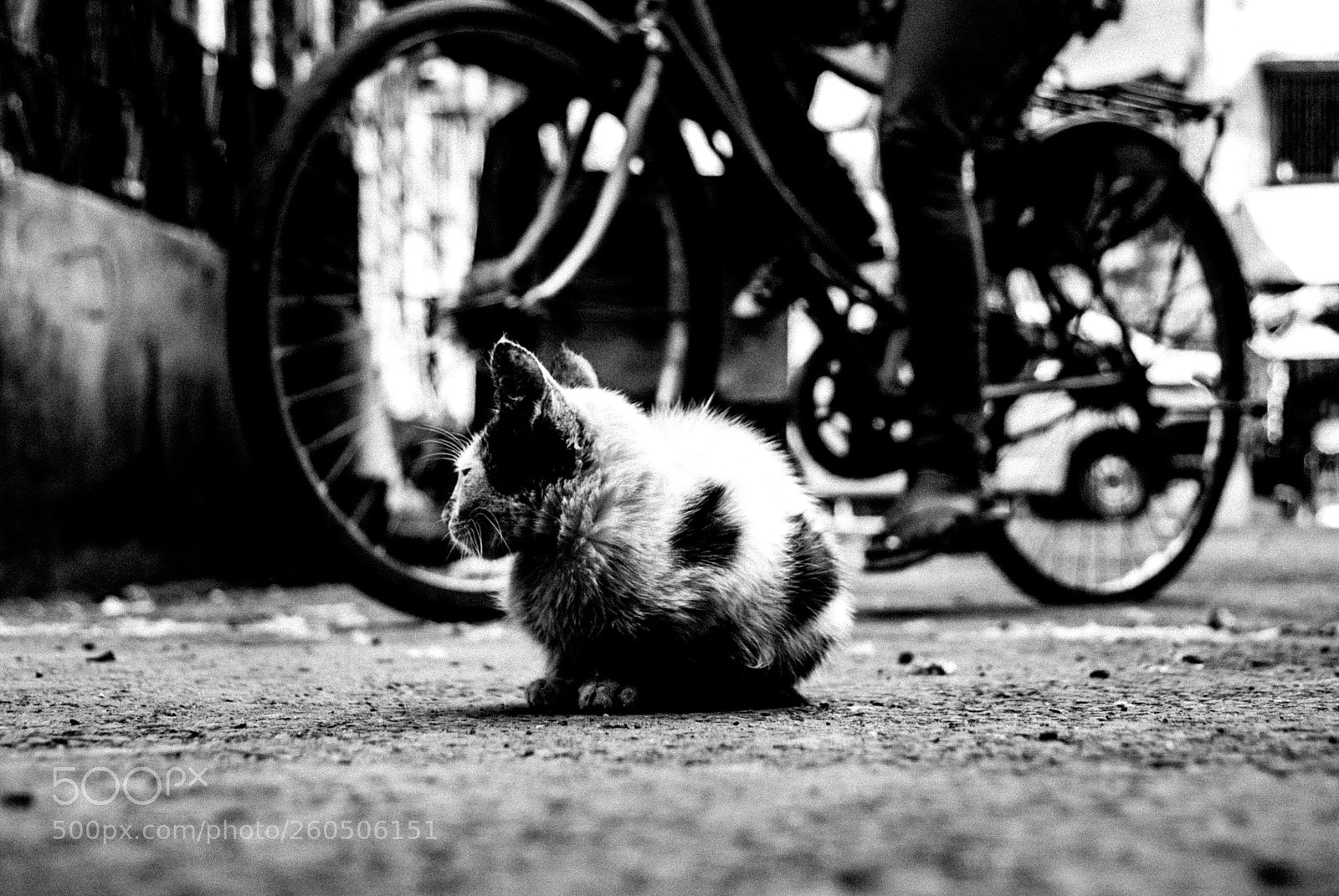 Nikon D60 sample photo. Urban cat # 3 photography