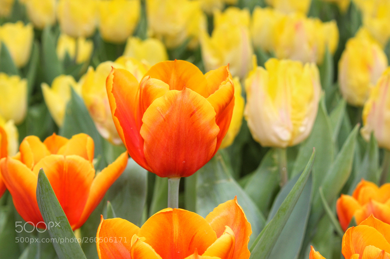 Canon EOS 600D (Rebel EOS T3i / EOS Kiss X5) sample photo. Flowers photography