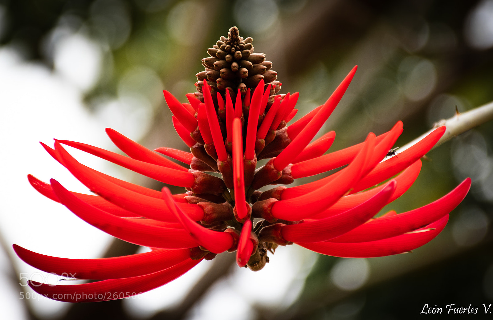 Nikon D7500 sample photo. Red flower photography