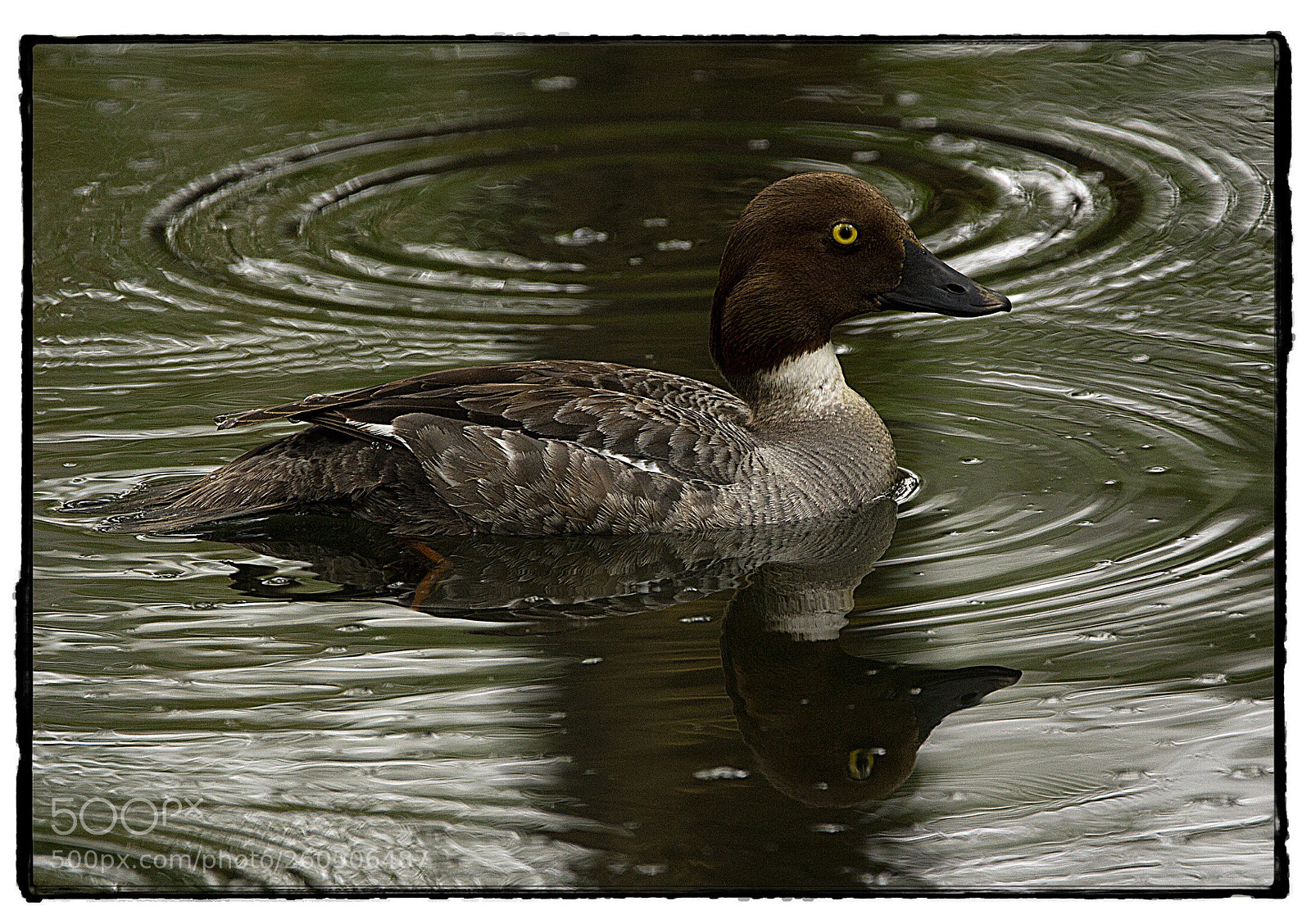 Canon EOS 7D sample photo. Goldeneye in the rain. photography