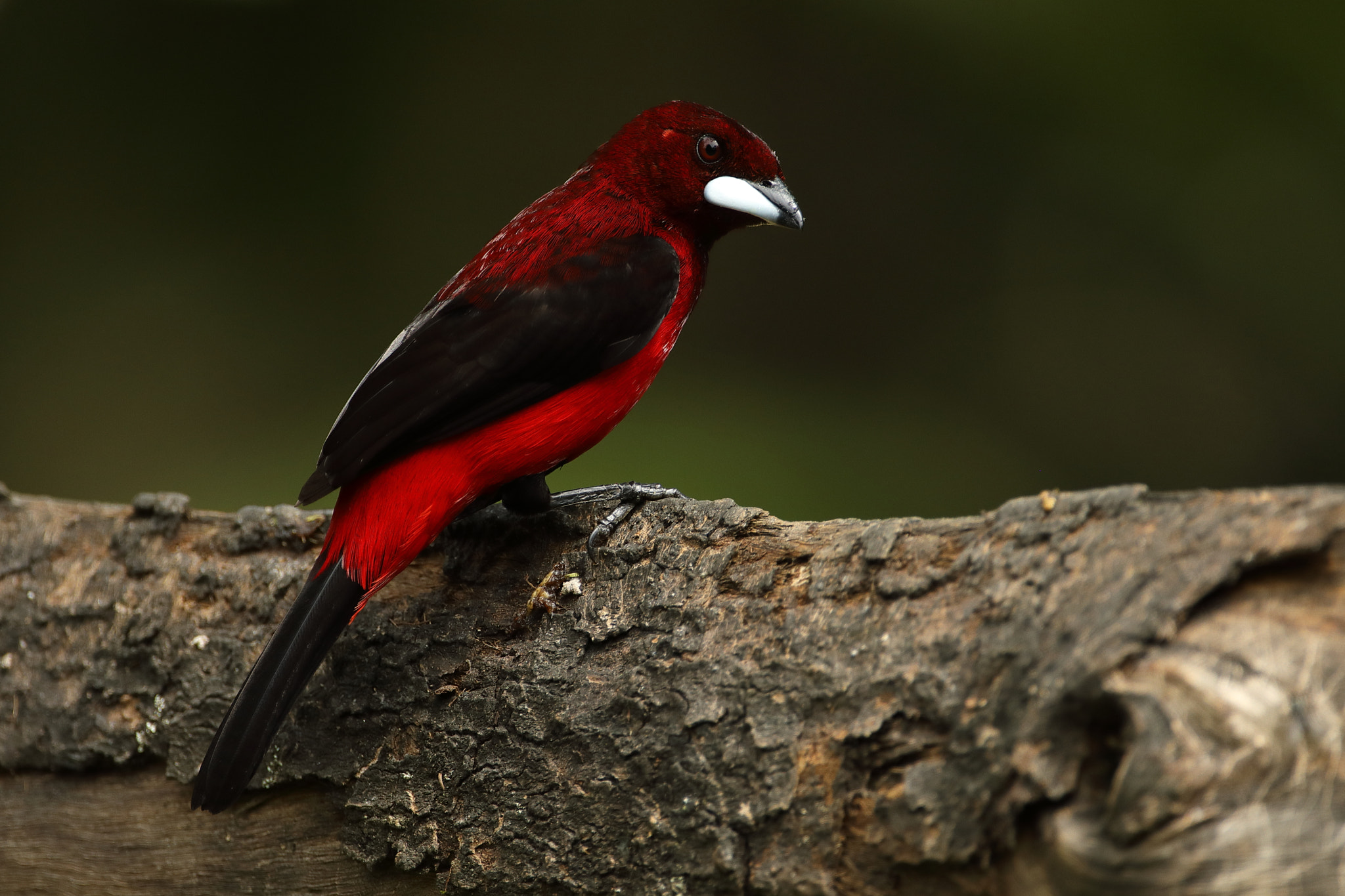 Canon EF 500mm F4L IS USM sample photo. Crimson-backed tanager - sangre de toro encendido photography