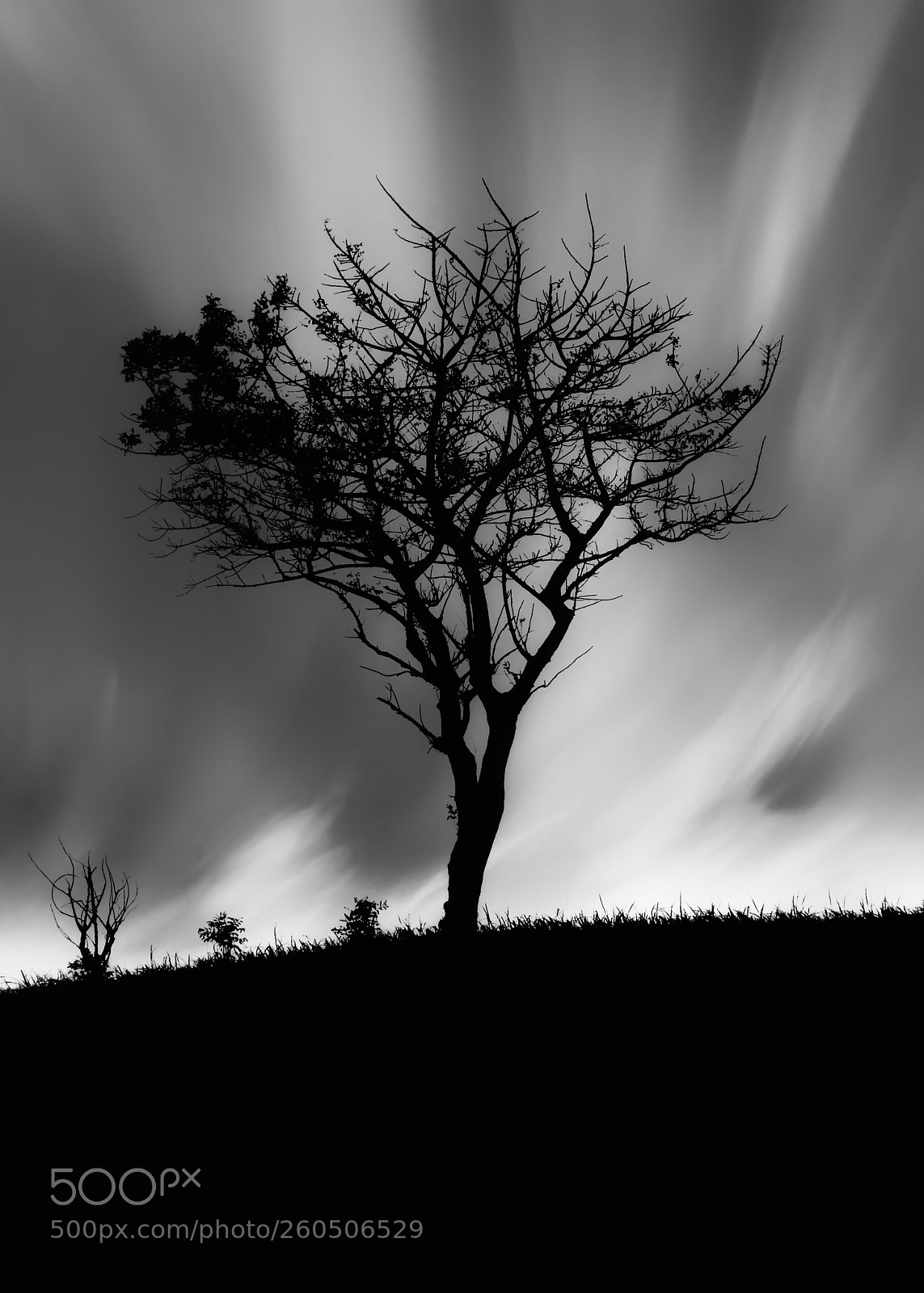 Nikon Coolpix P900 sample photo. ~ solitary tree ~ photography