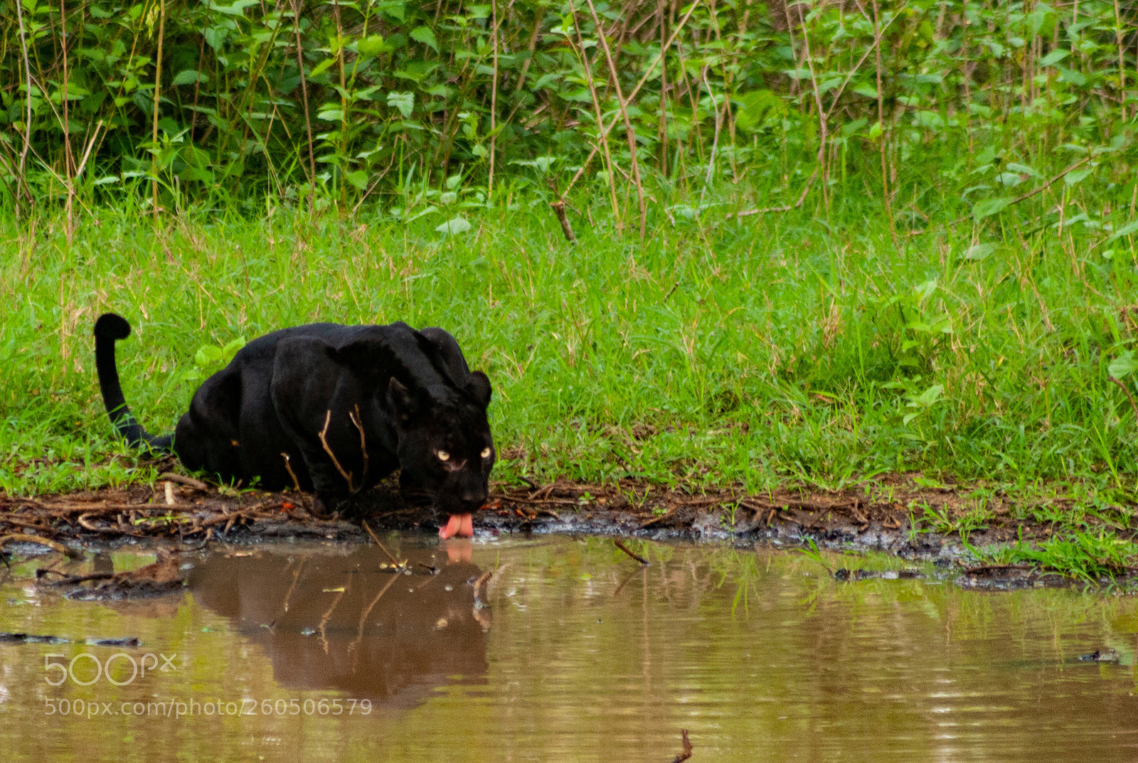 Canon EOS 1000D (EOS Digital Rebel XS / EOS Kiss F) sample photo. Black panther, kabini photography