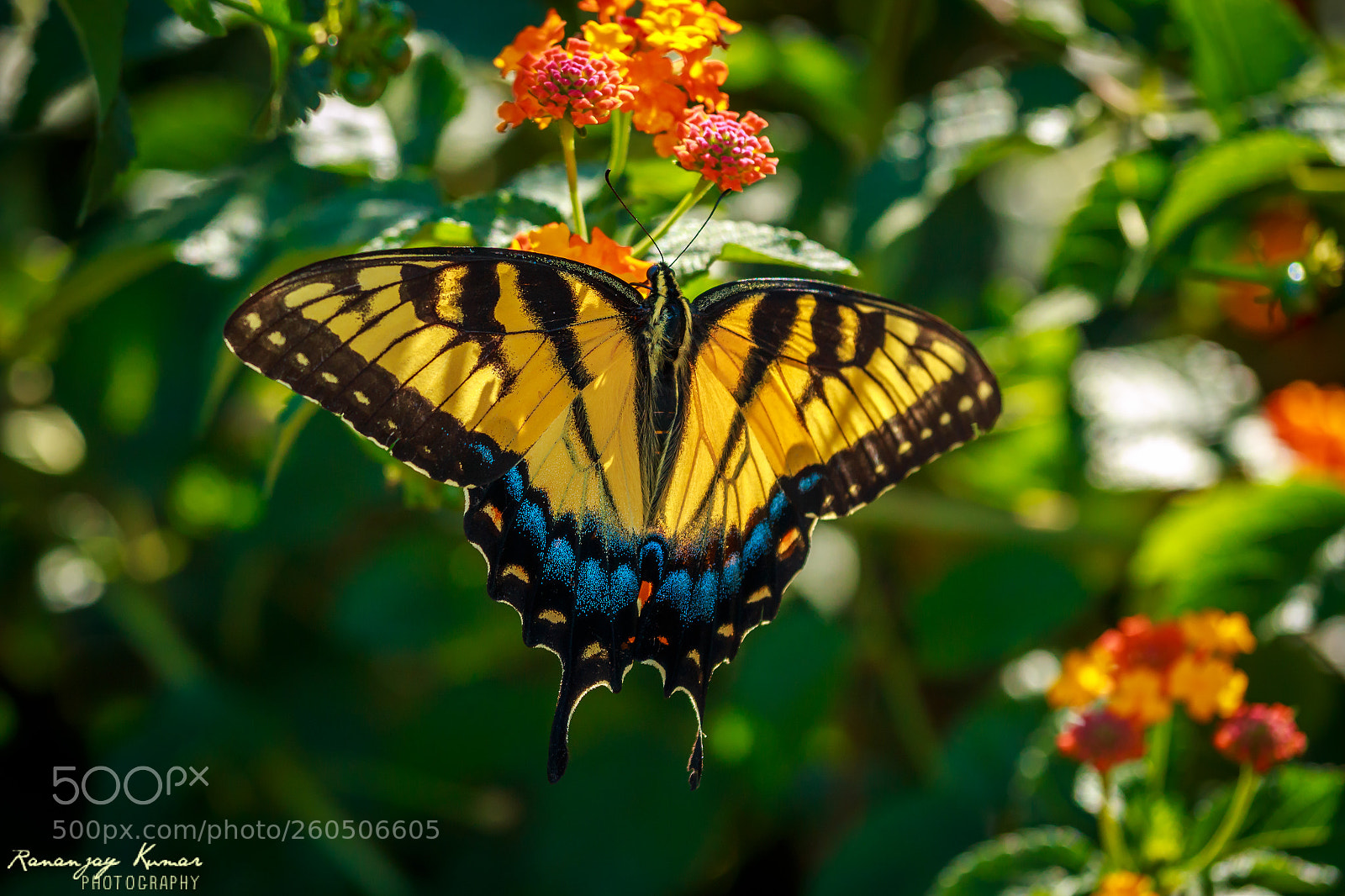 Canon EOS 70D sample photo. Butterfly photography