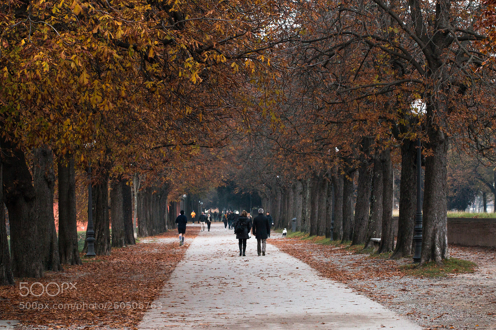 Canon EOS 70D sample photo. Img photography