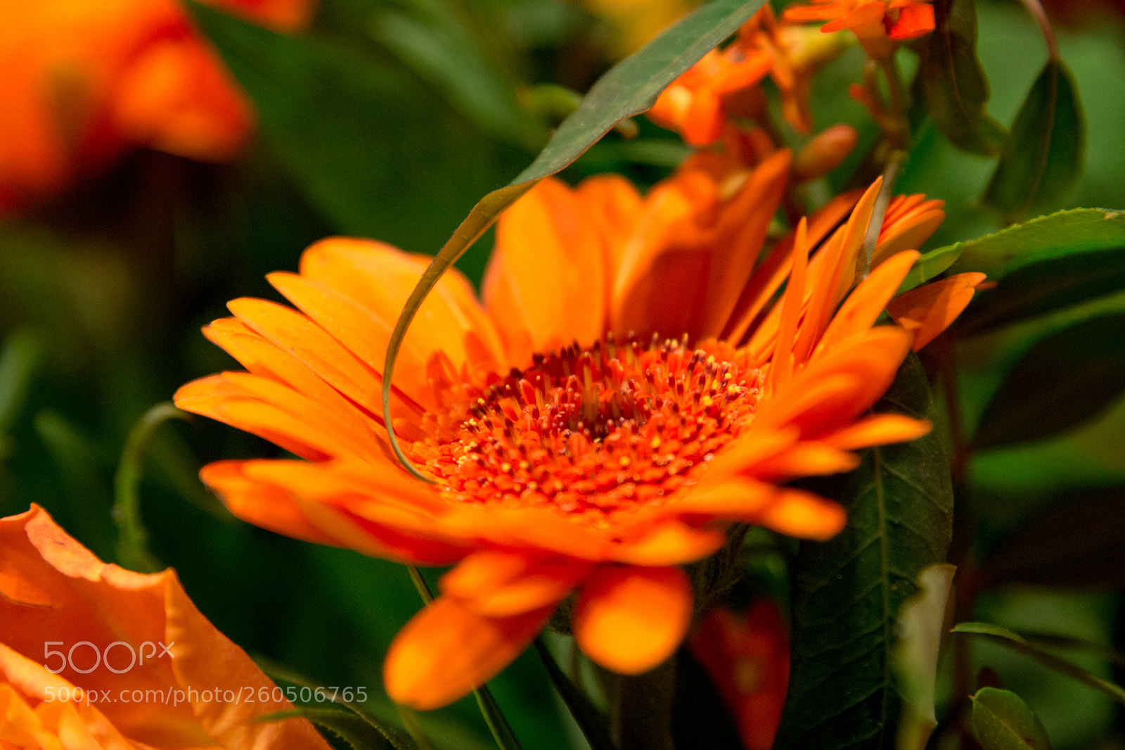 Canon EOS 70D sample photo. Amsterdam nov photography