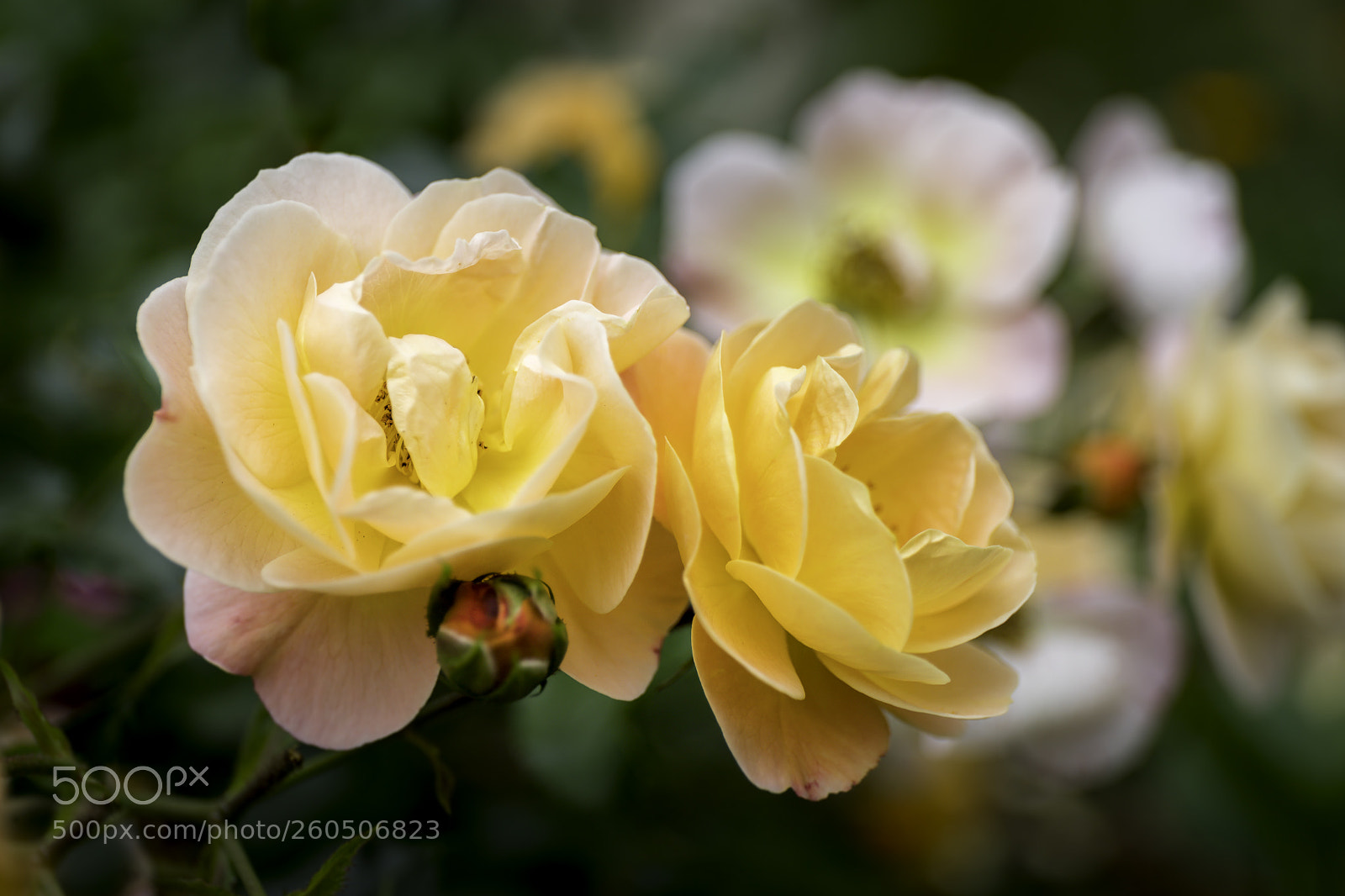 Canon EOS 6D Mark II sample photo. Roses photography