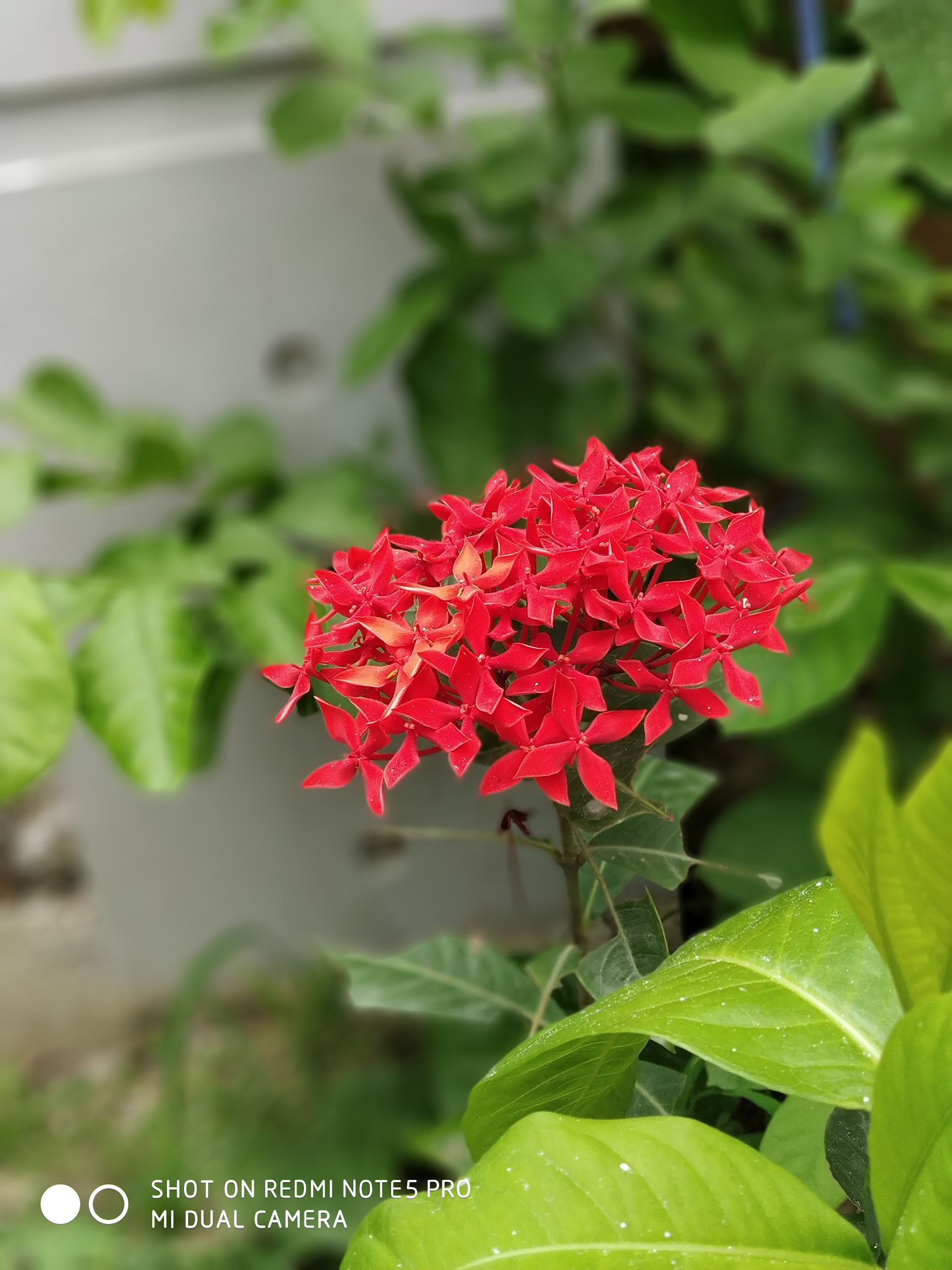 Xiaomi Redmi Note 5 Pro sample photo
