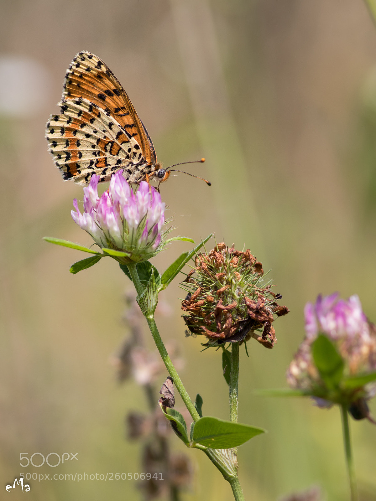 Canon EOS 80D sample photo. Melitaea photography