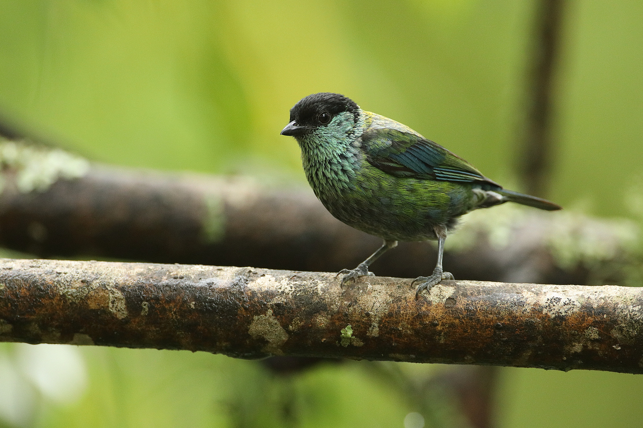 Canon EOS 5D Mark IV sample photo. Black-capped tanager female -tangara heinei photography