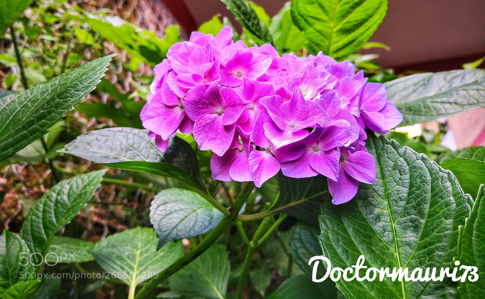 HUAWEI Mate 10 Pro sample photo. Hydrangea photography