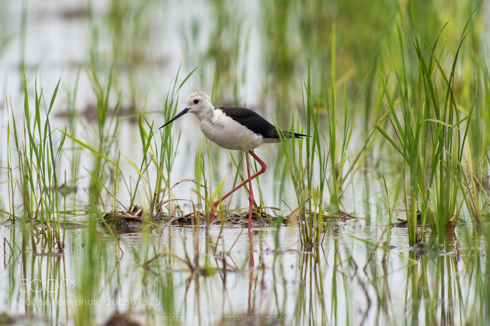 Nikon D810 sample photo. Blabk-winged stilt photography