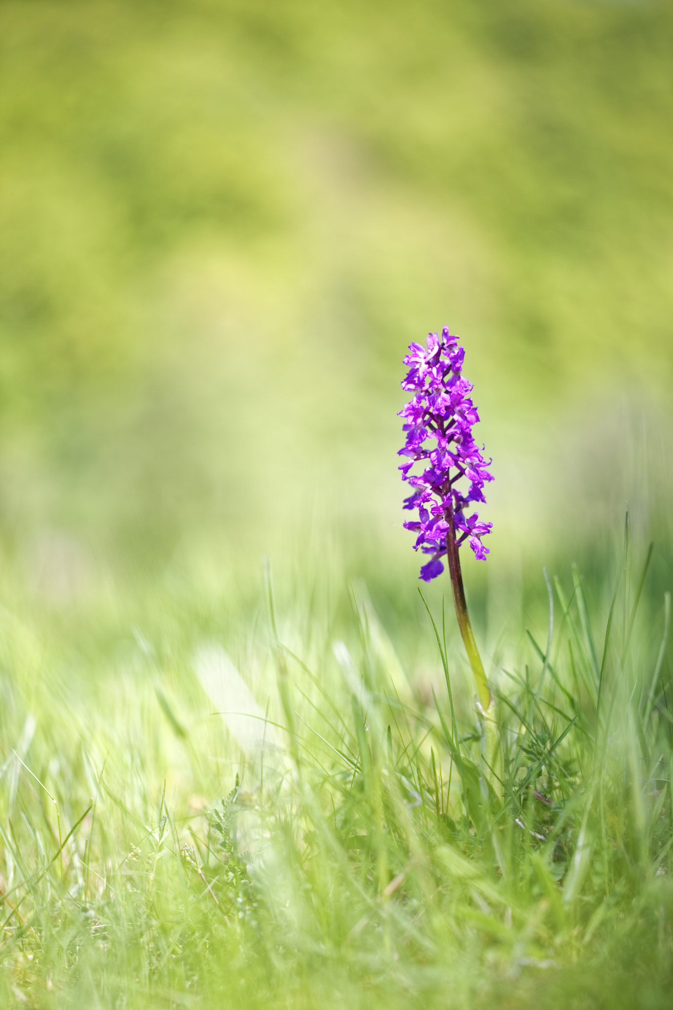 Canon EF 100mm F2.8L Macro IS USM sample photo. Colorful photography