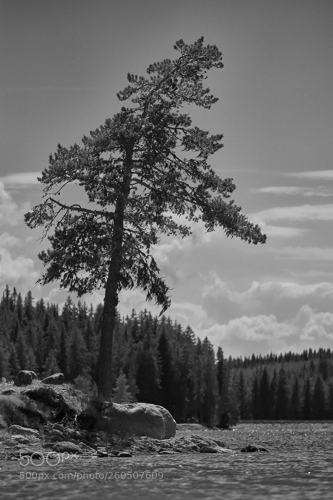 Sony a7R III sample photo. Tree photography