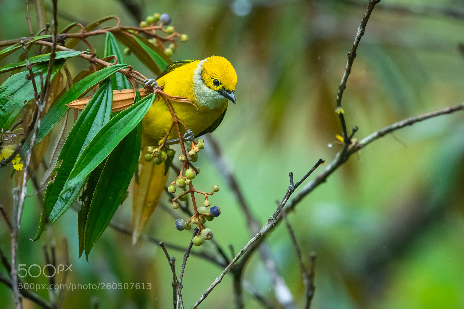 Nikon D850 sample photo. Silver throated tanager photography