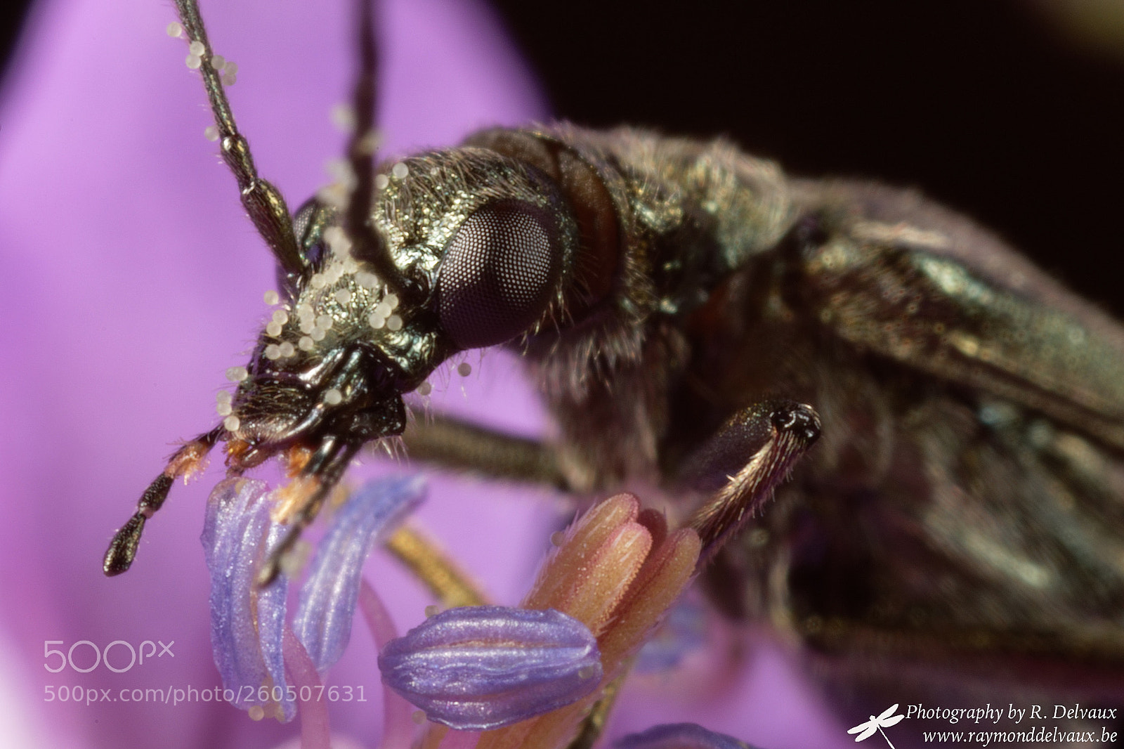 Canon EOS 7D Mark II sample photo. In the wild part photography