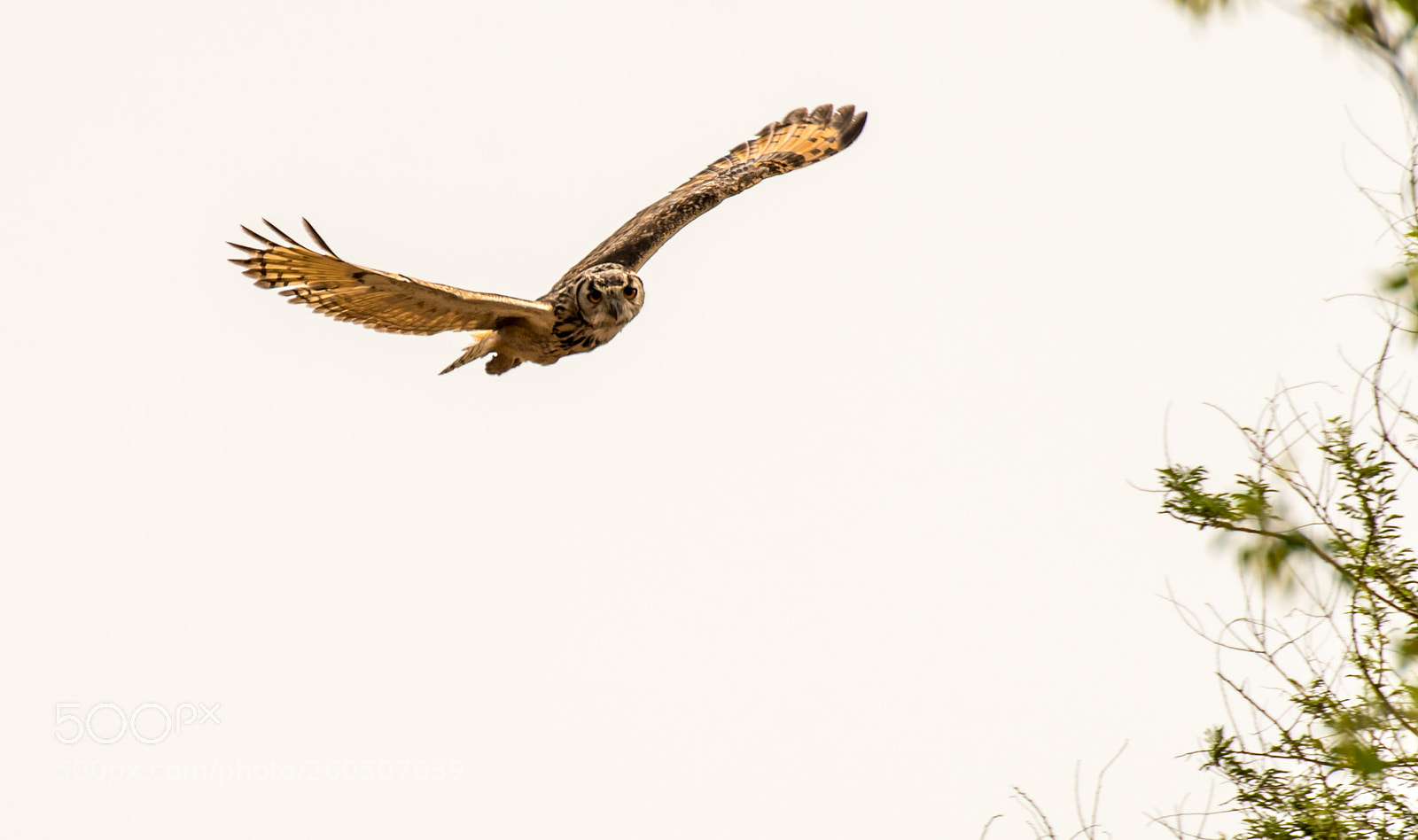 Nikon D750 sample photo. Indian eagle owl photography