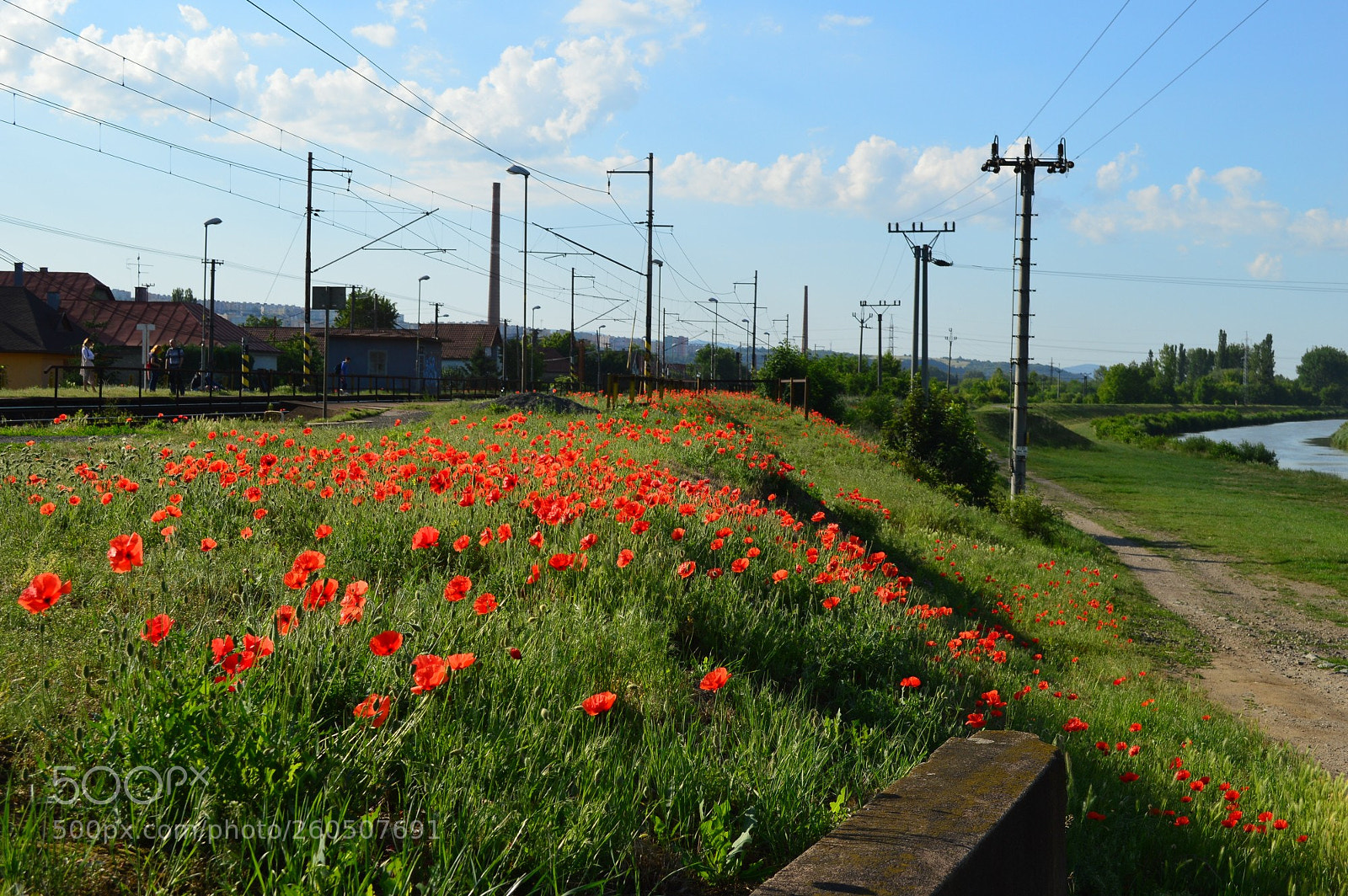 Nikon D3200 sample photo. Poppies near railroad photography