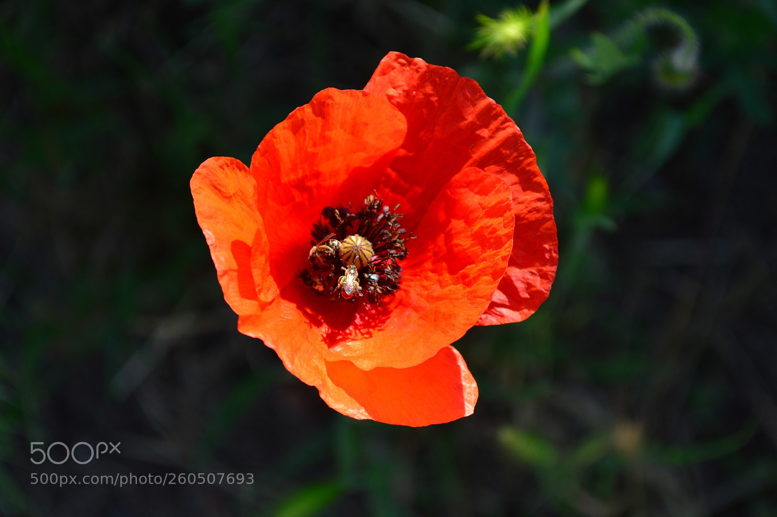 Nikon D3200 sample photo. Poppy photography